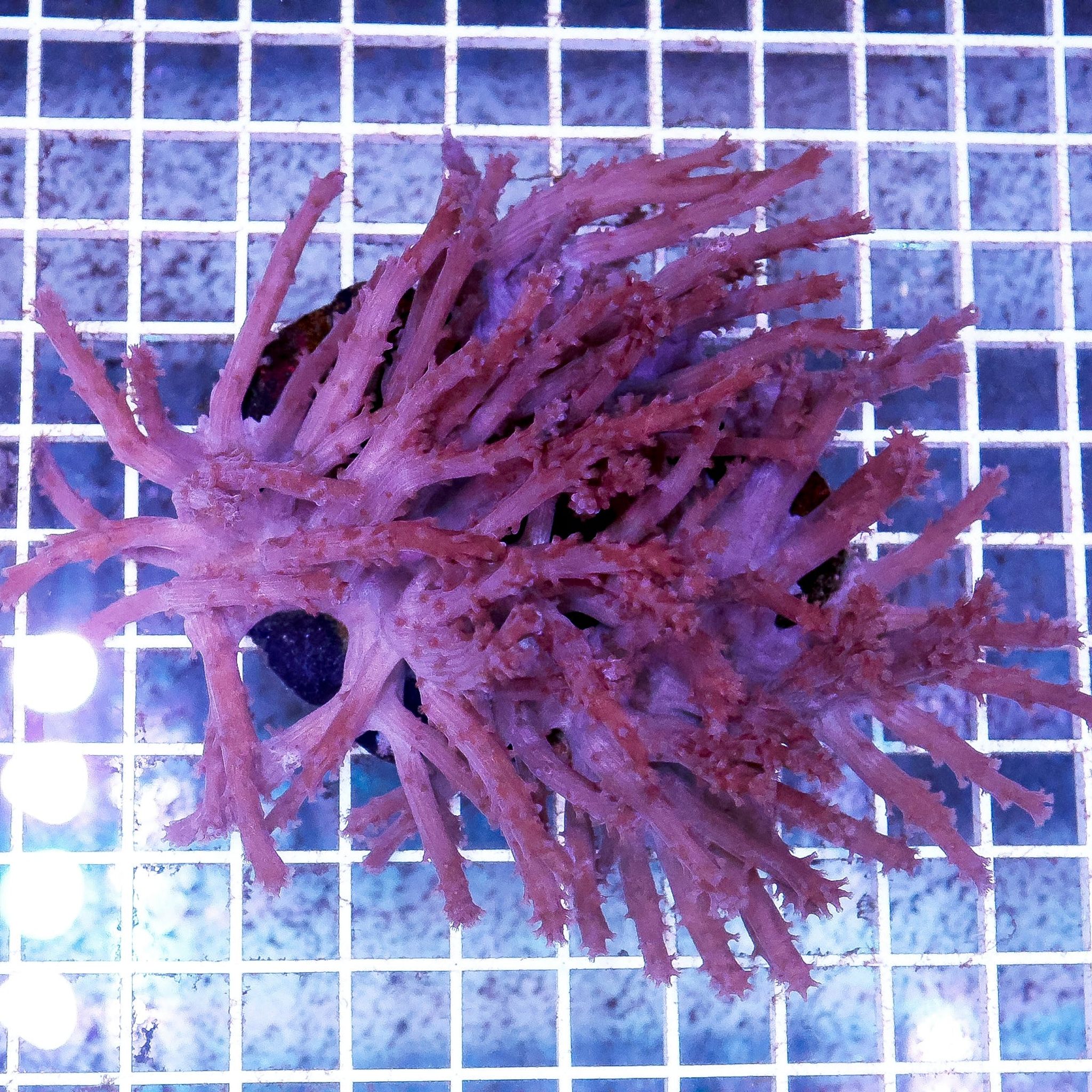 Paralemnalia Tree Coral