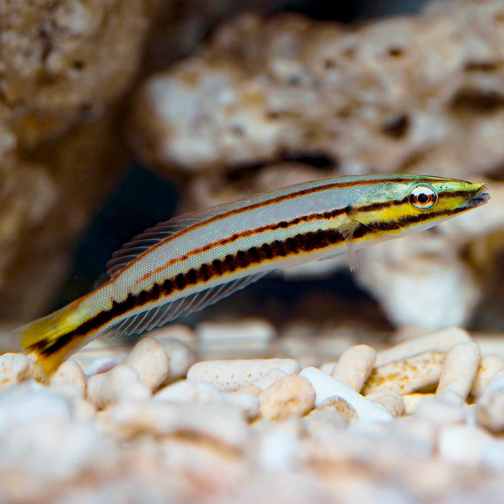 Pastel Ring Wrasse 3.25" WYSIWYG