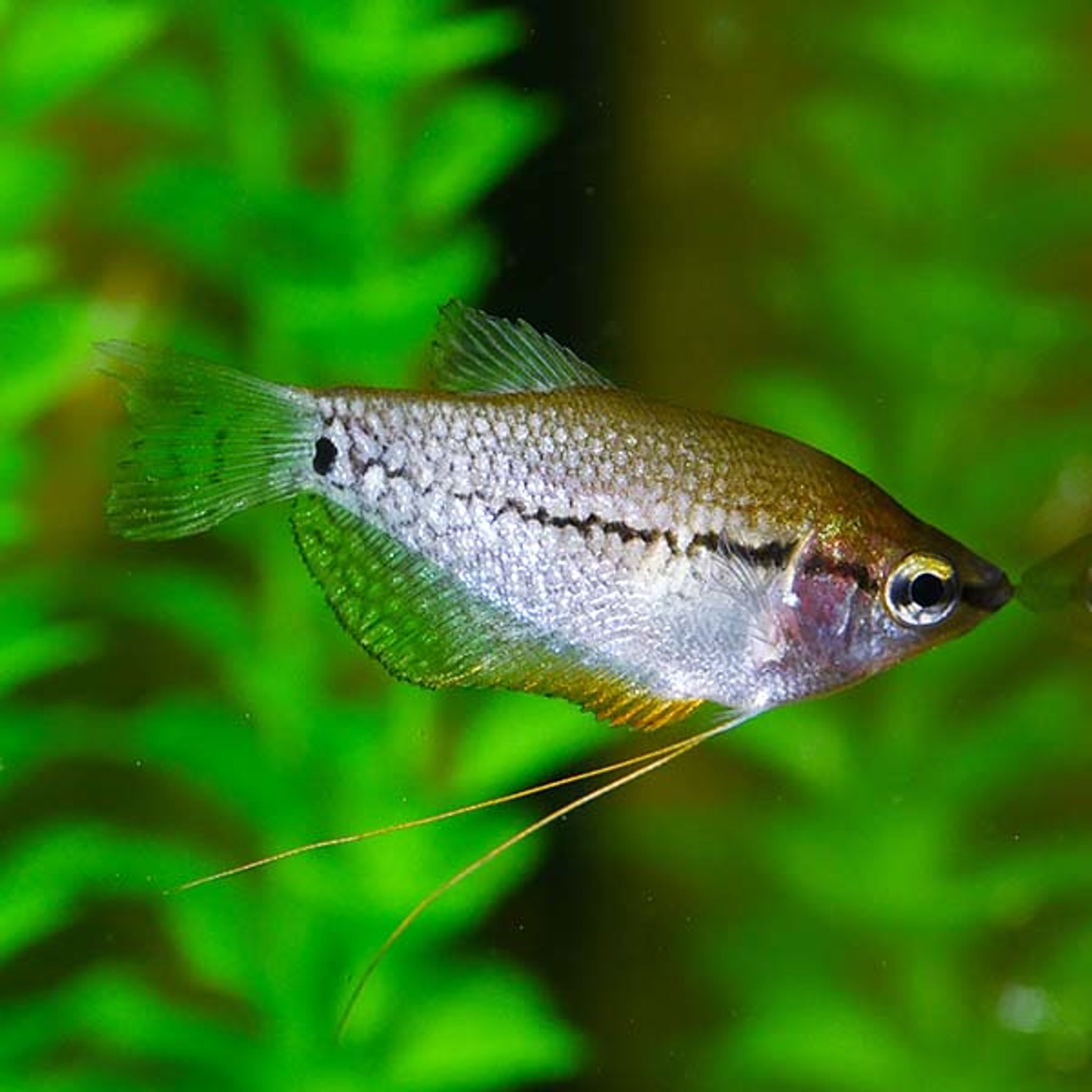 What Do Pearl Gourami Eat? A Practical Feeding Guide