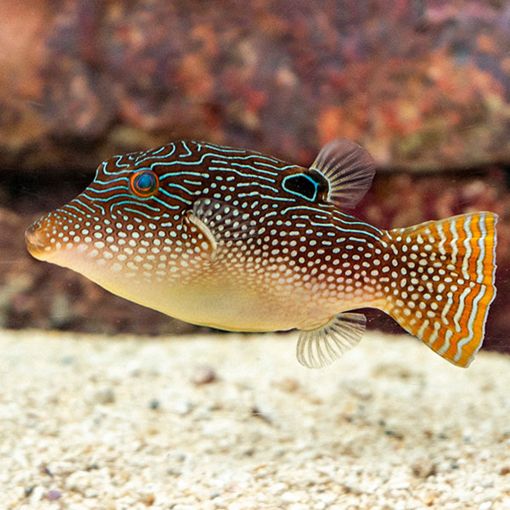 Pearl Toby Puffer (Canthigaster margaritata)