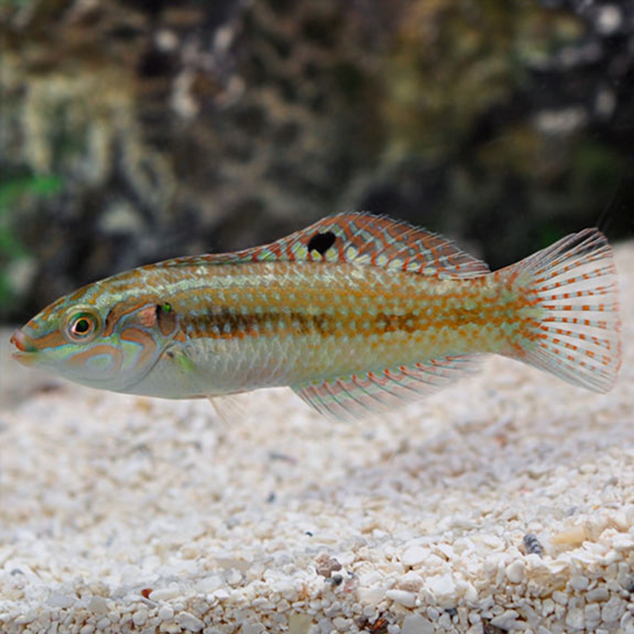 Pearly Wrasse (Halichoeres margaritaceus)