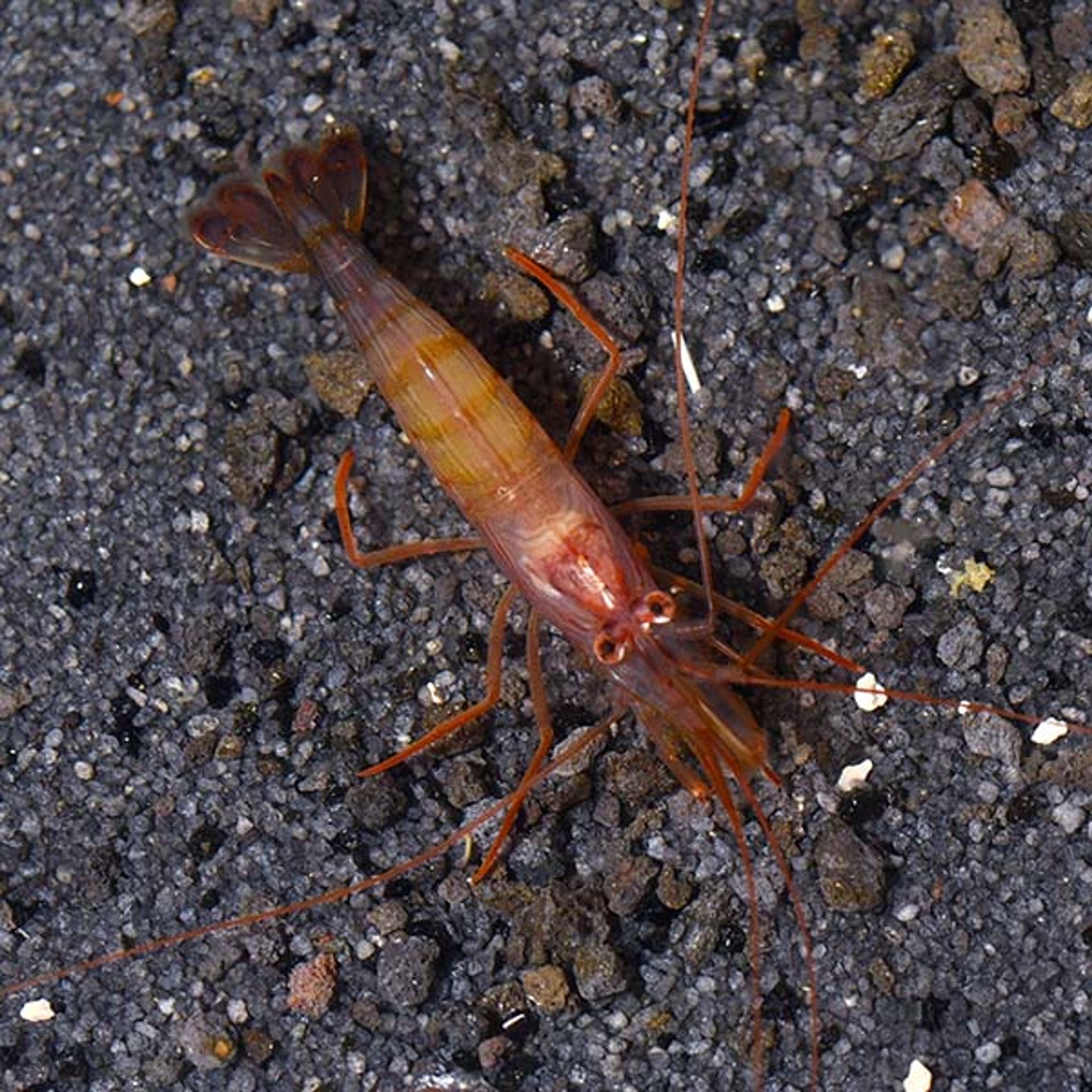 Peppermint Shrimp Care Guide: Tank Requirements, Feeding and Compatibility