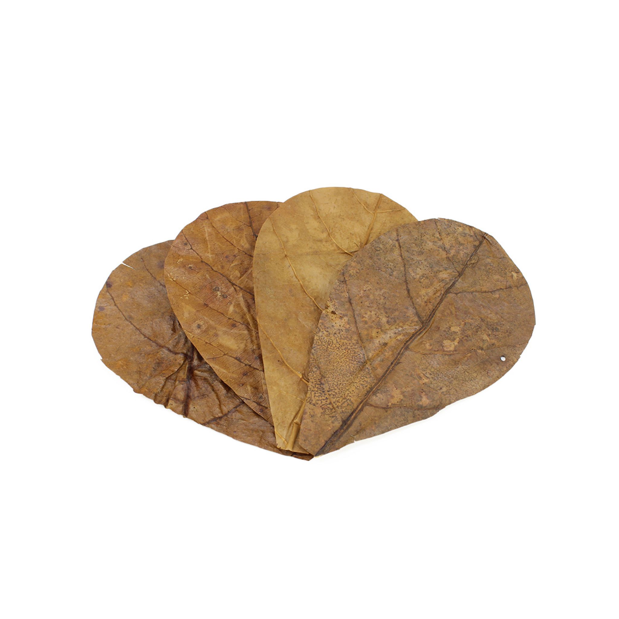 SEACHEM Catappa Leaves Sm Small Size: 4-5 inches 12pcs