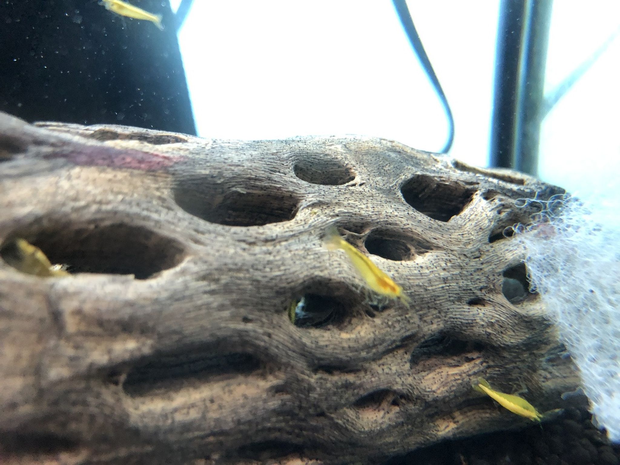 24K Golden Back Yellow Shrimp