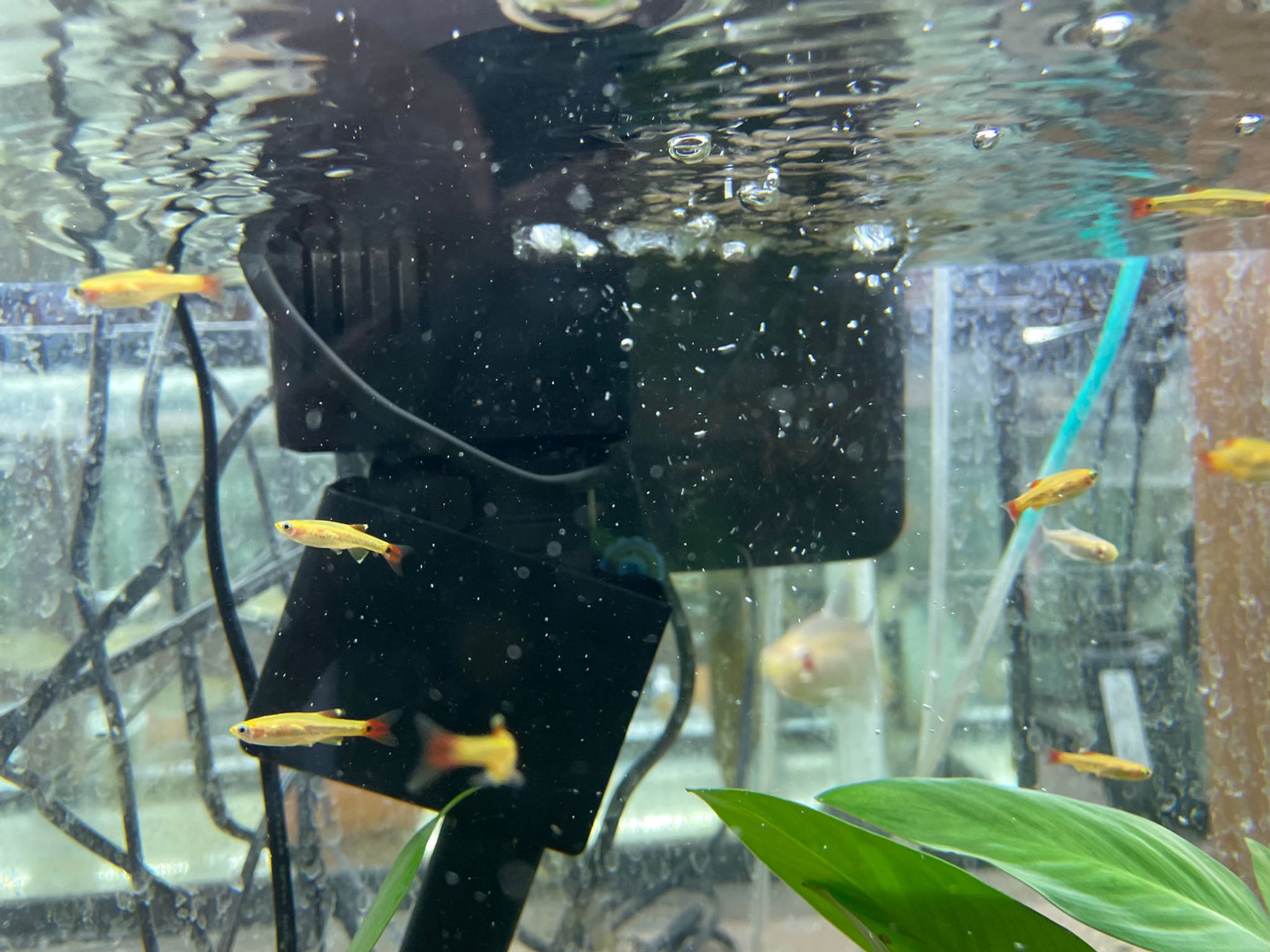 24K White Cloud Mountain Minnow
