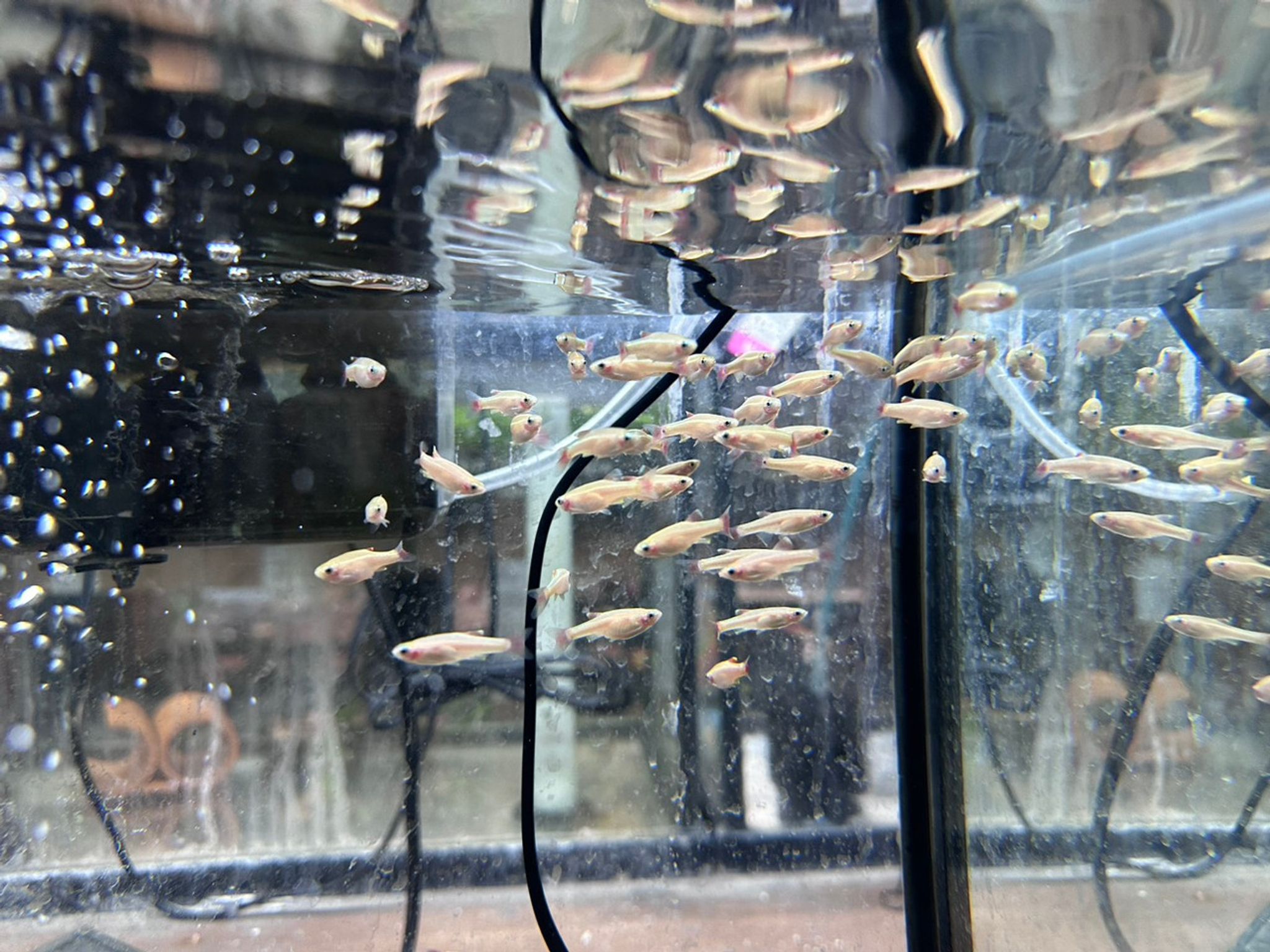 24K White Cloud Mountain Minnow