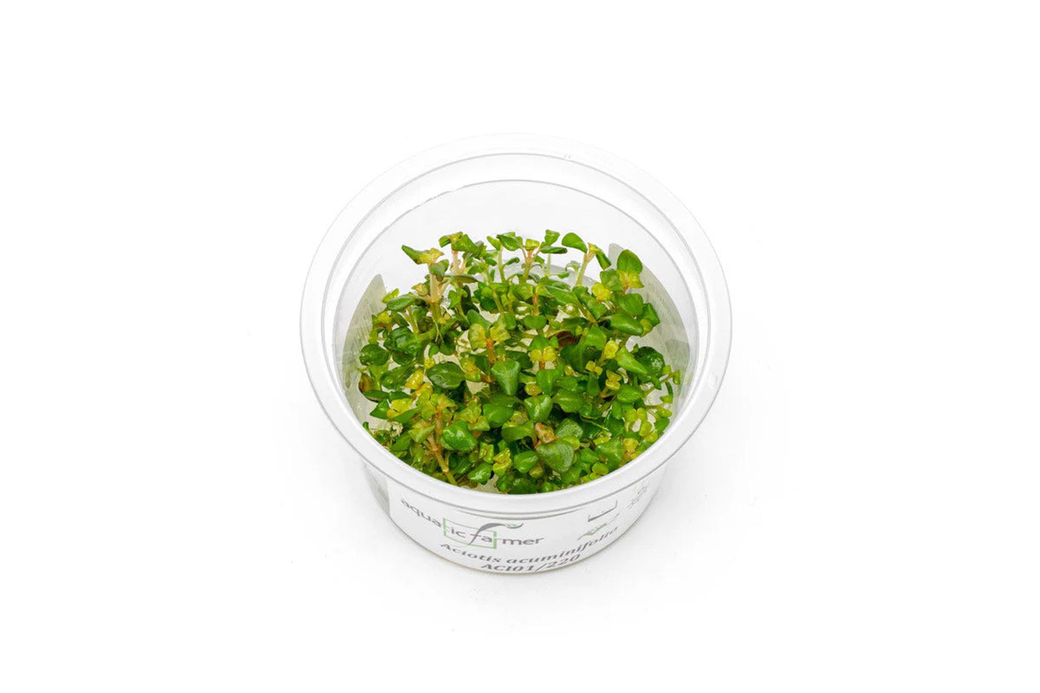 Aciotis Acuminifolia Aquatic Farmer Tissue Culture
