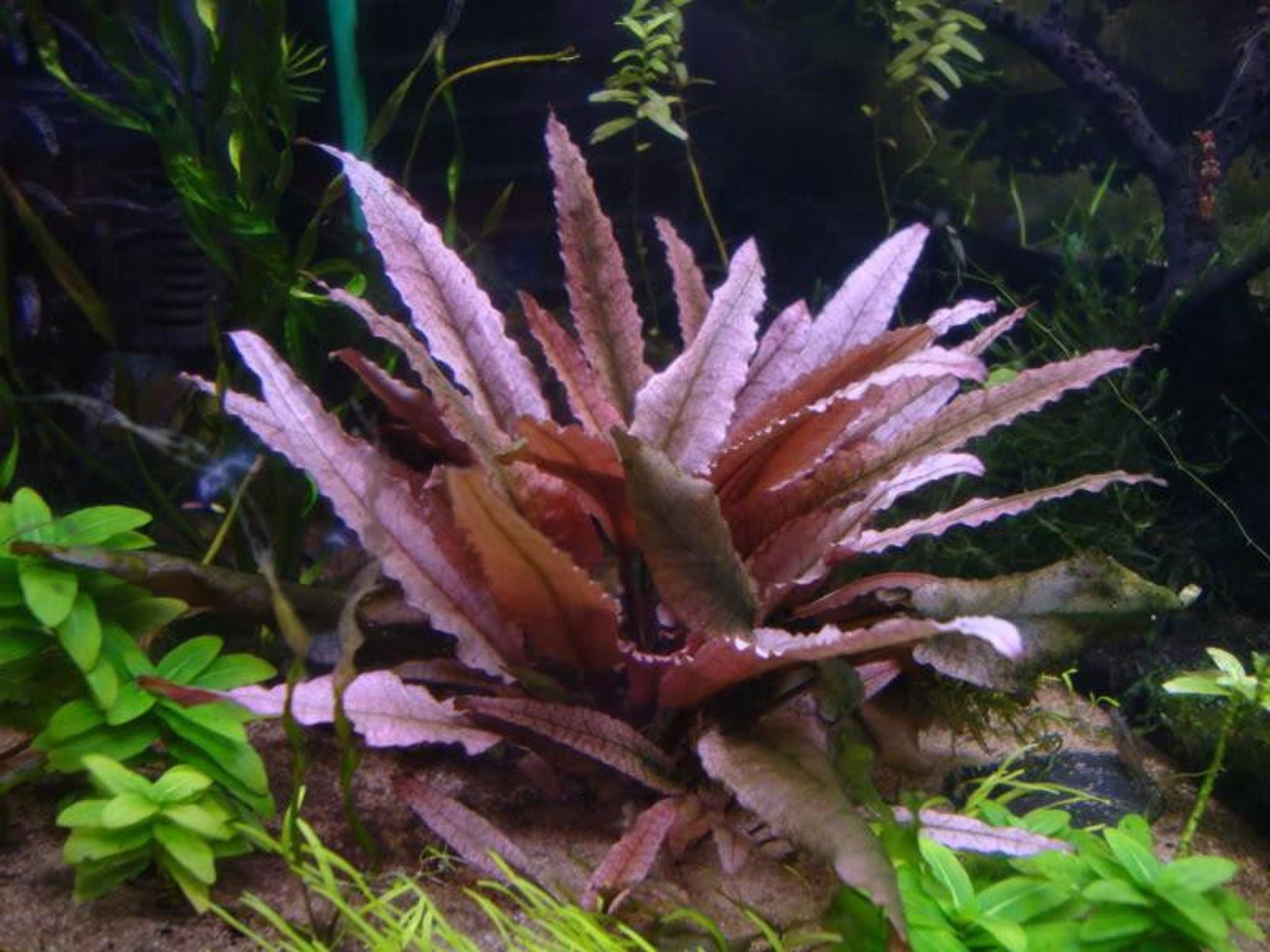 ADA TISSUE CULTURE - CRYPTOCORYNE WENDTII "PINK PANTHER"