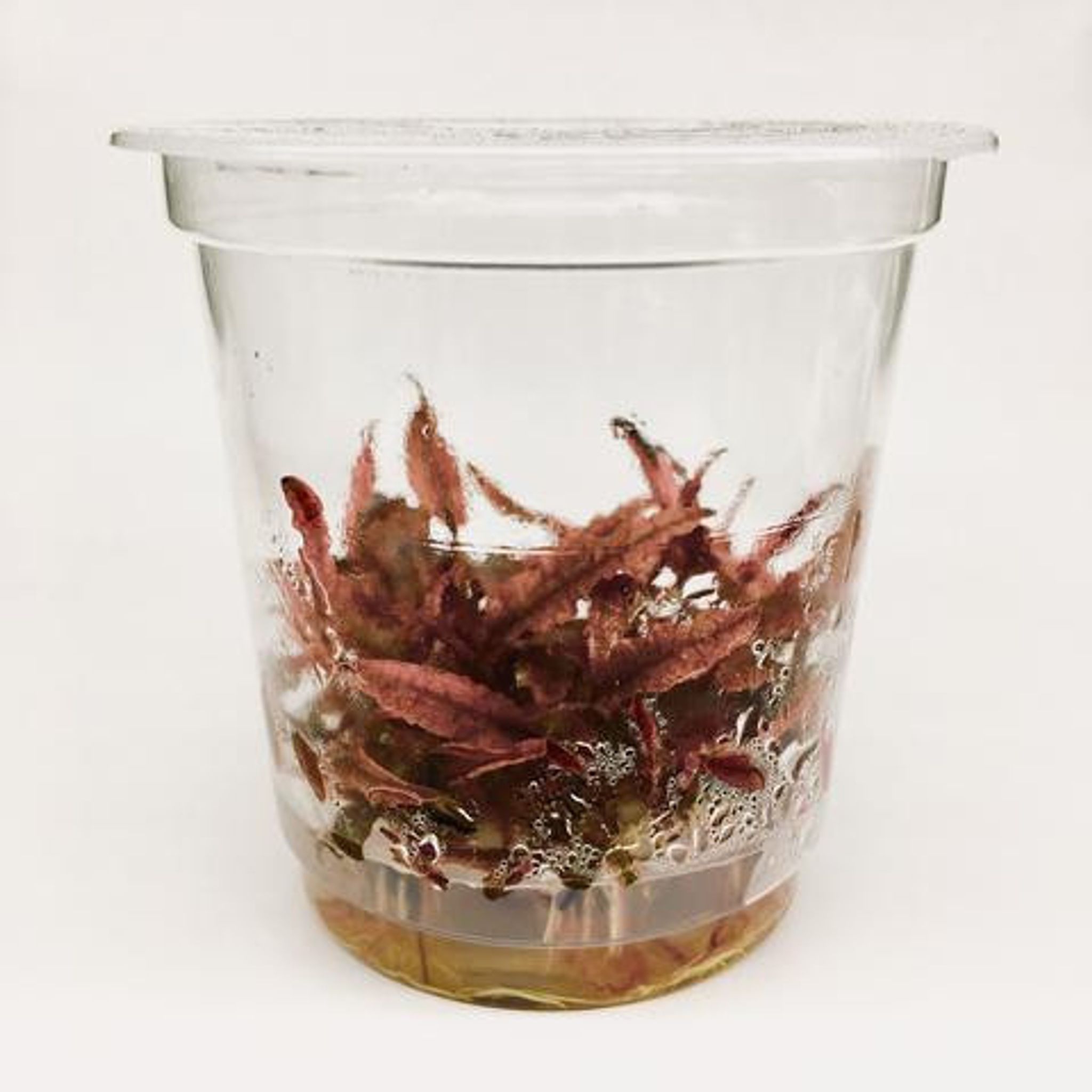 ADA TISSUE CULTURE - CRYPTOCORYNE WENDTII "PINK PANTHER"