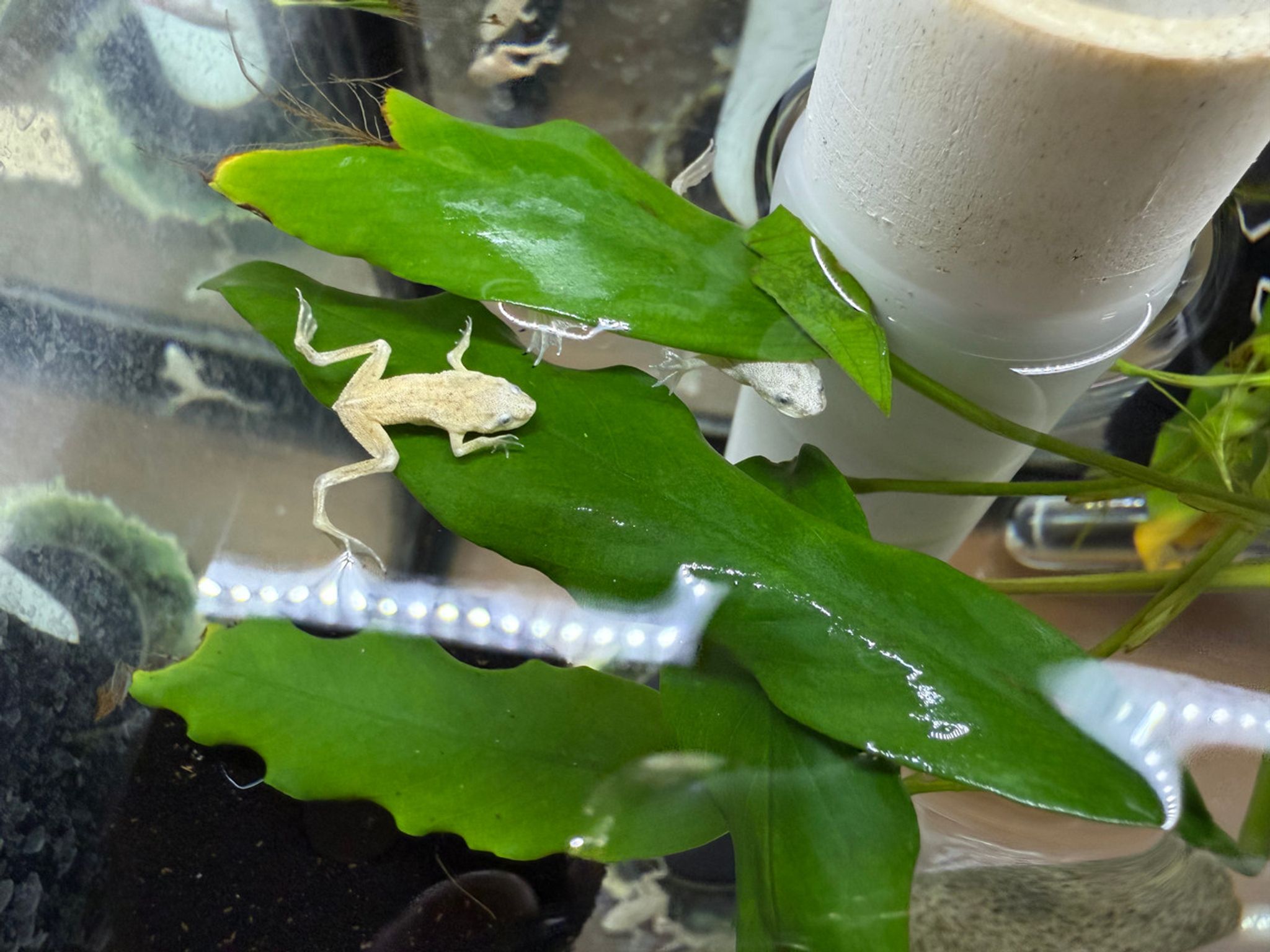African Dwarf Frog, Blonde