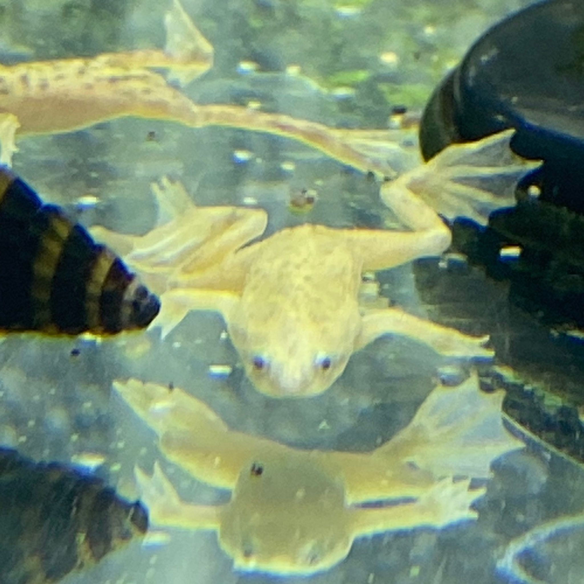 African Dwarf Frog, Blonde