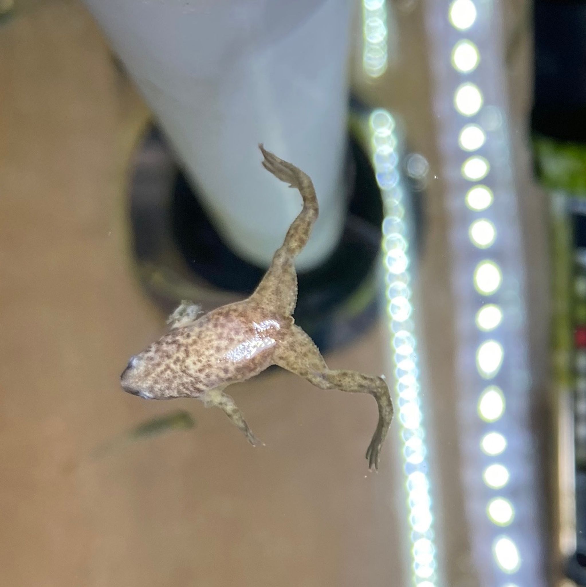 African Dwarf Frog, Blonde