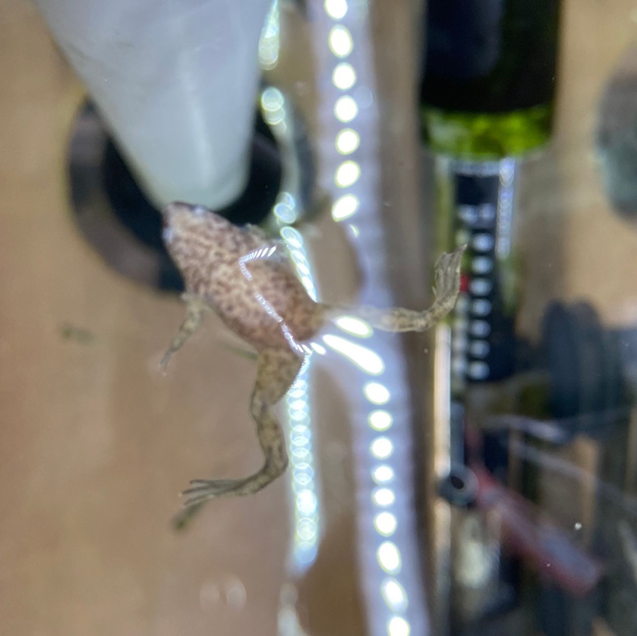 African Dwarf Frog, Blonde