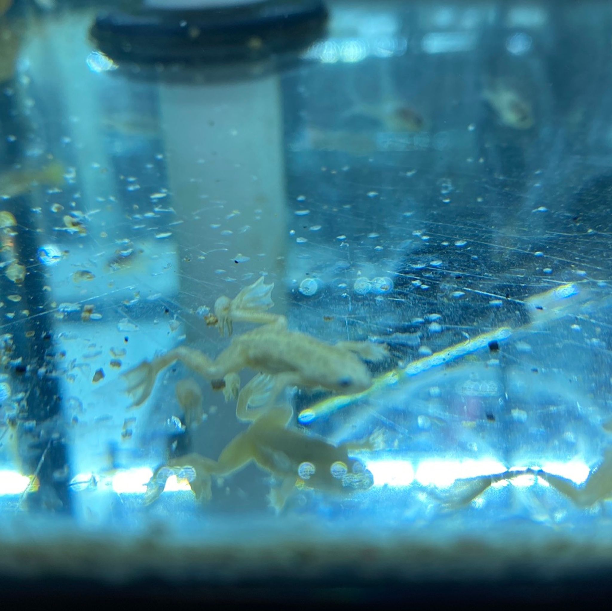 African Dwarf Frog, Blonde