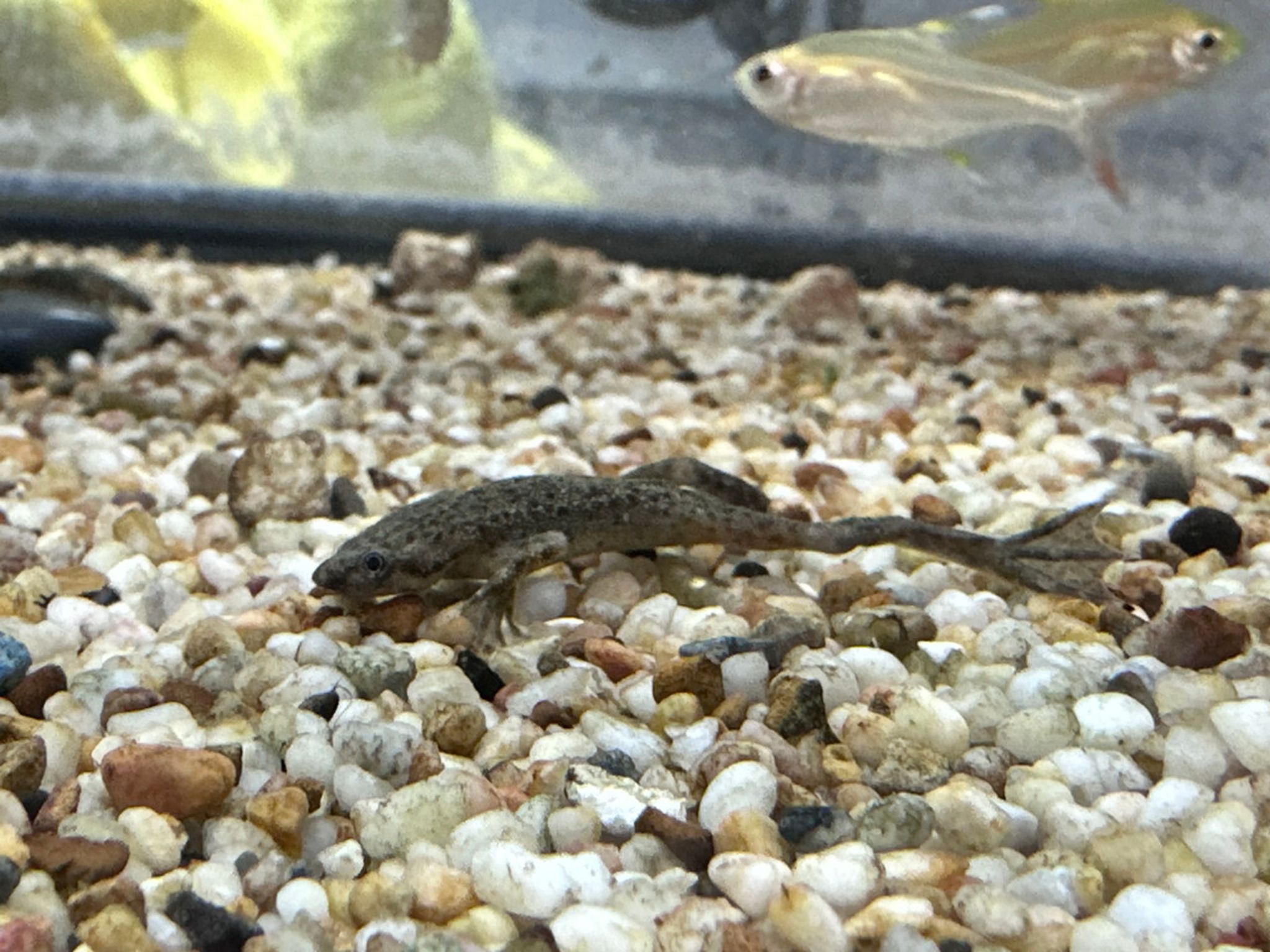 African Dwarf Frog