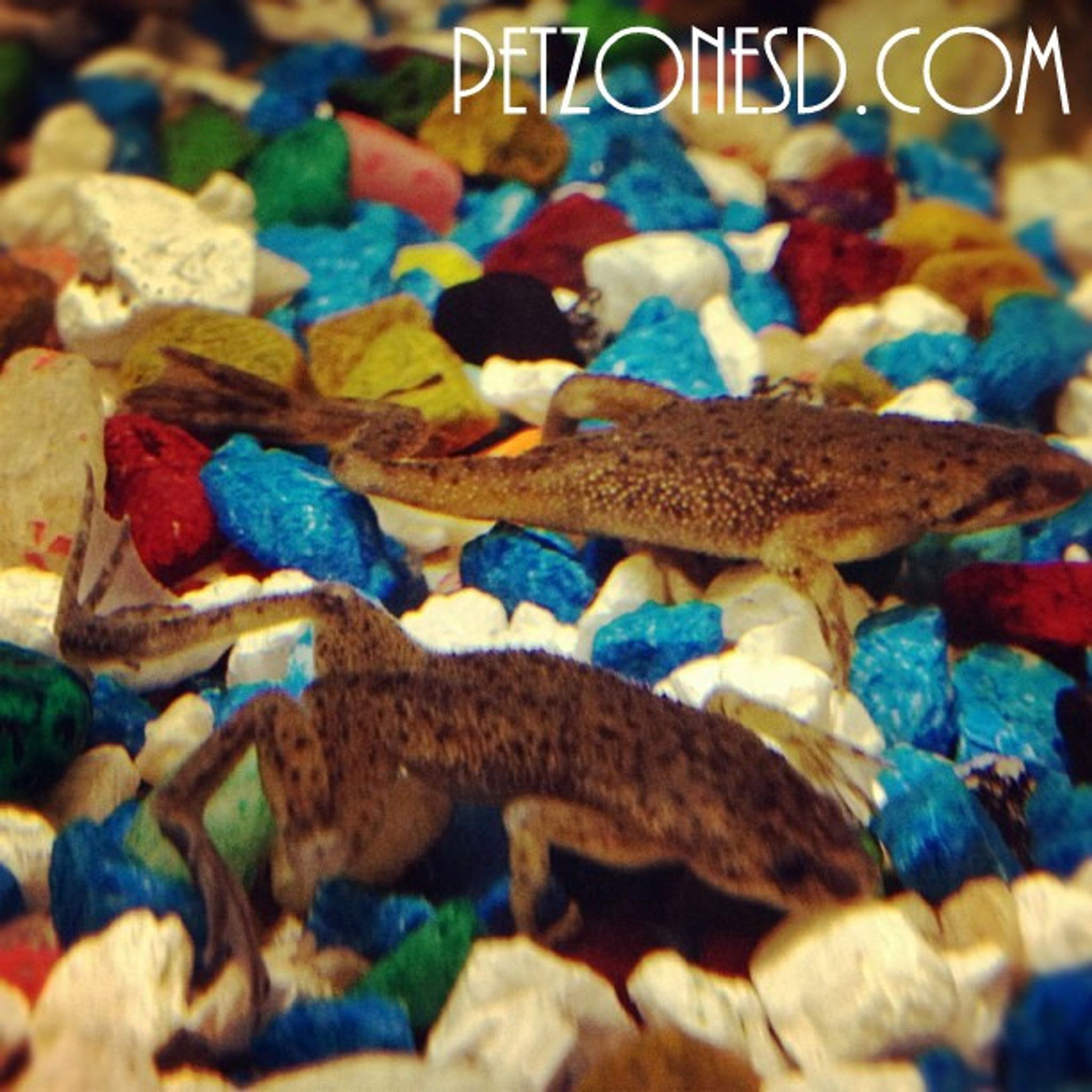 African Dwarf Frog