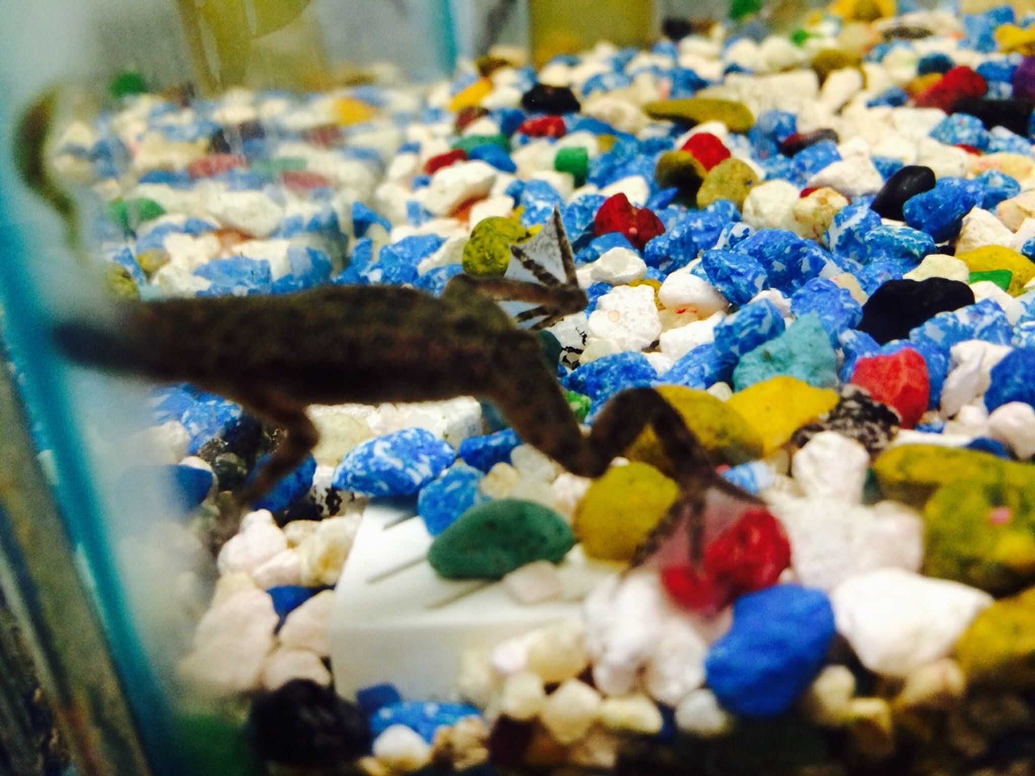 African Dwarf Frog