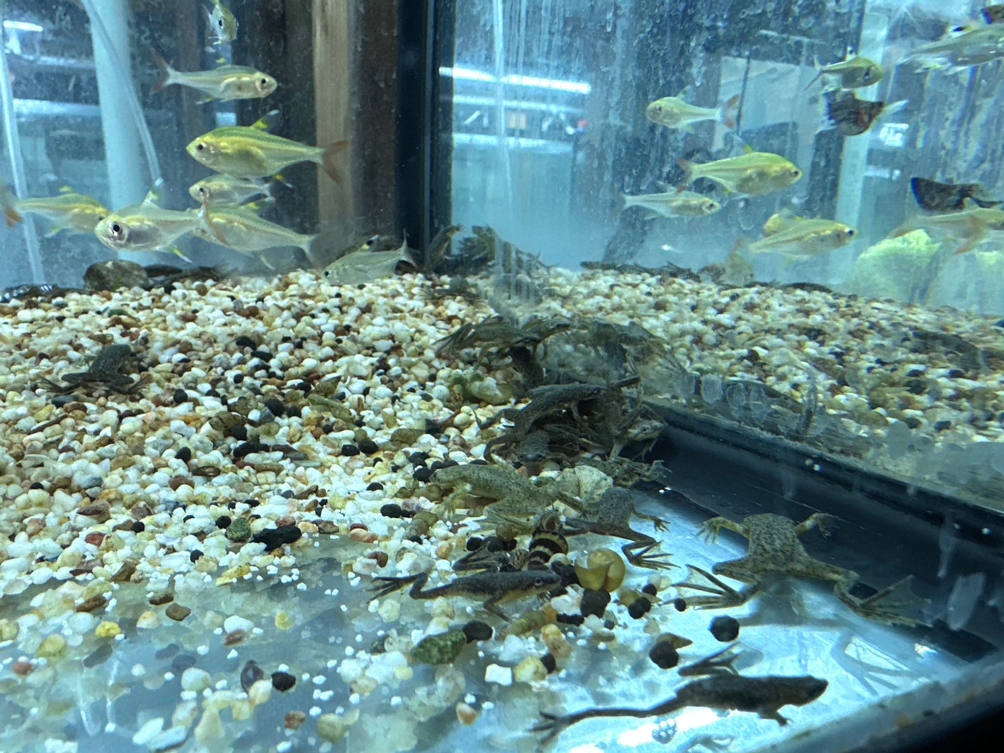 African Dwarf Frog