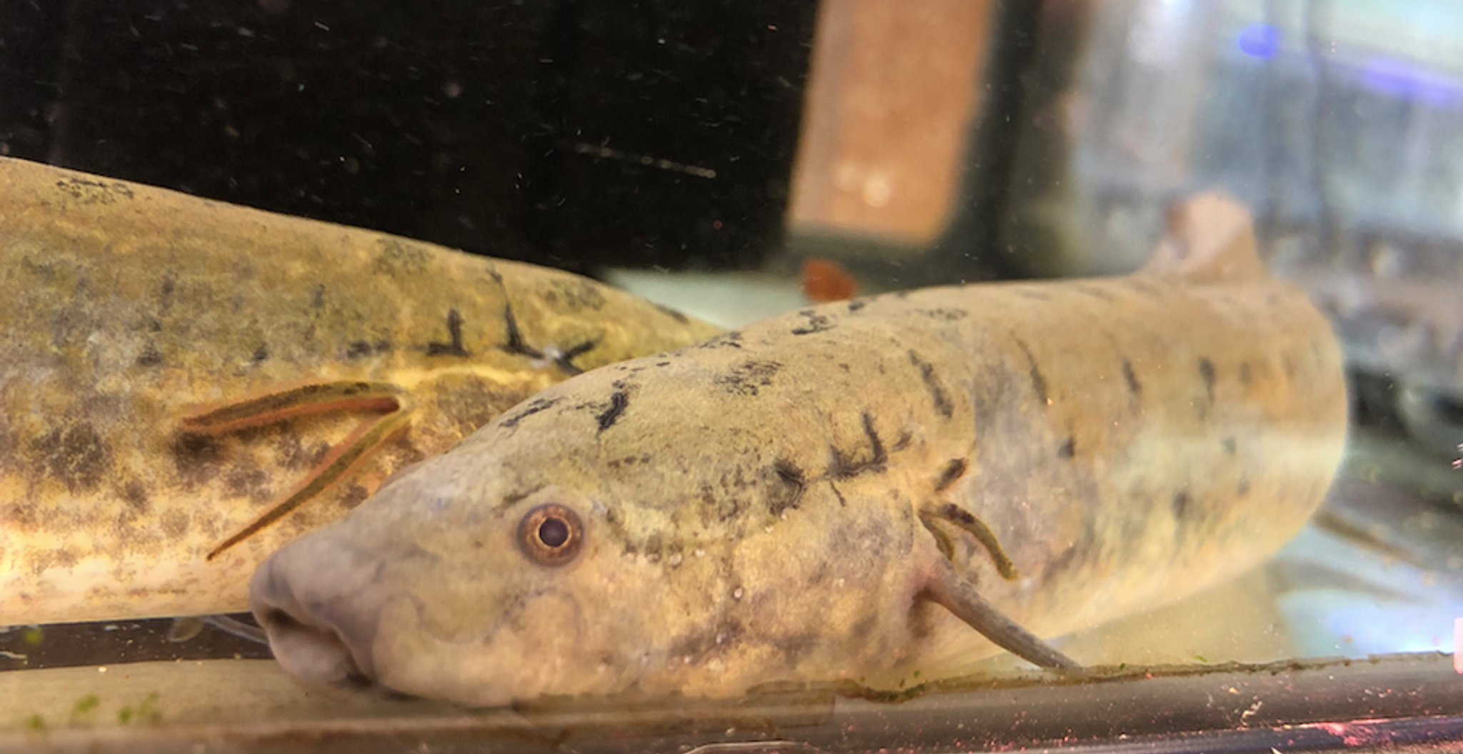 How Much Does a Freshwater Aquarium Cost Per Year?