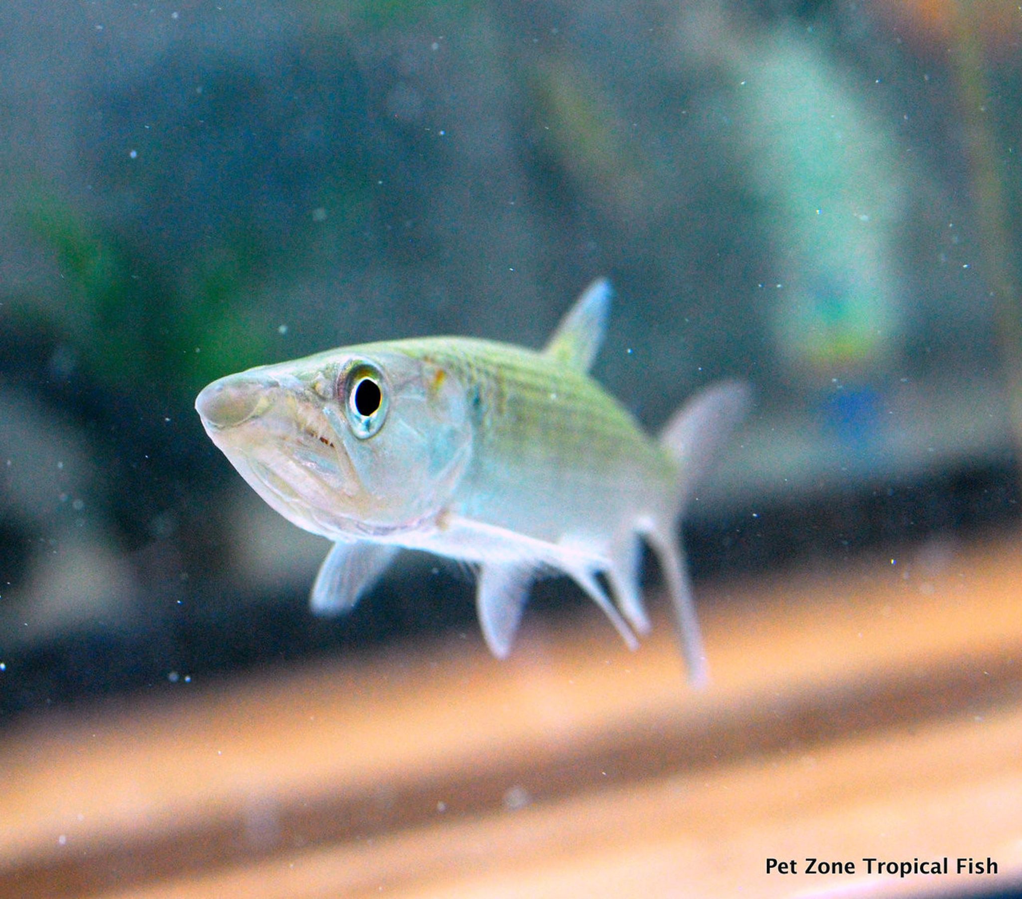 Are Monster Fish Becoming More Popular? Search & Marketplace Data