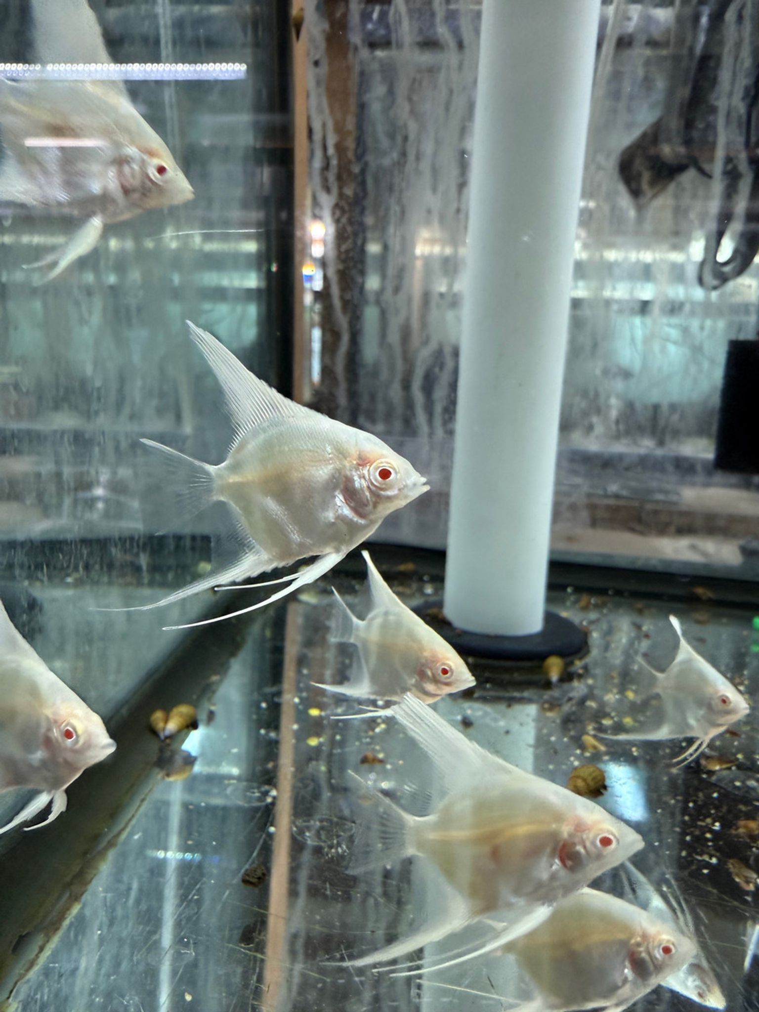 Albino Angelfish
