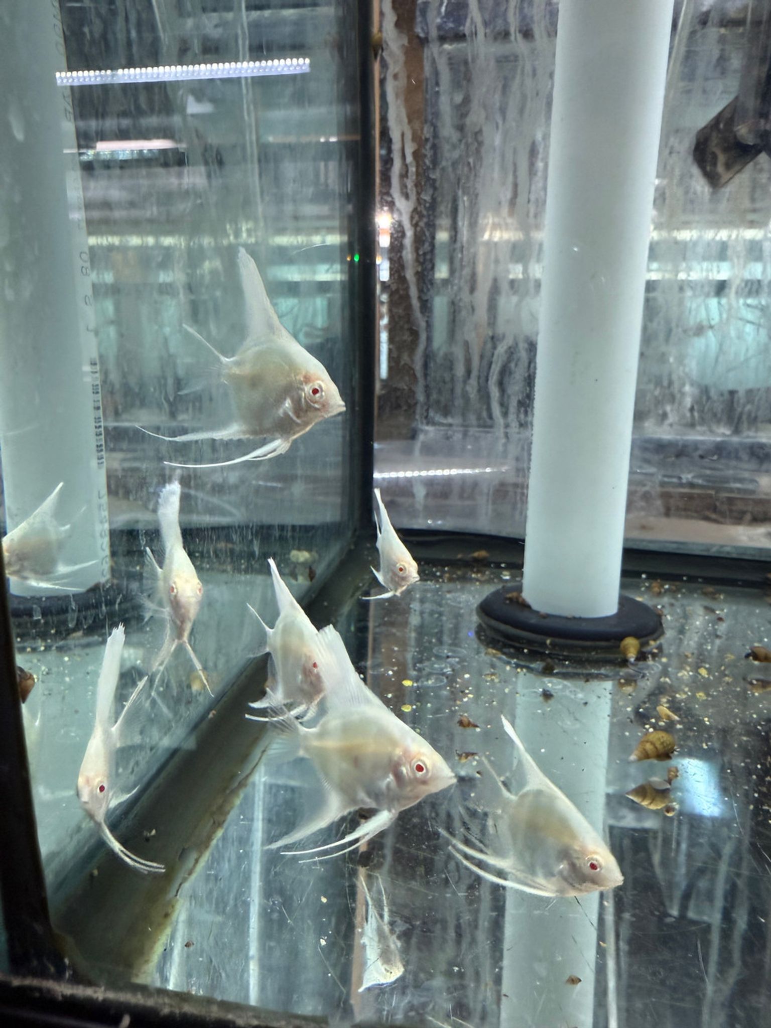 Albino Angelfish