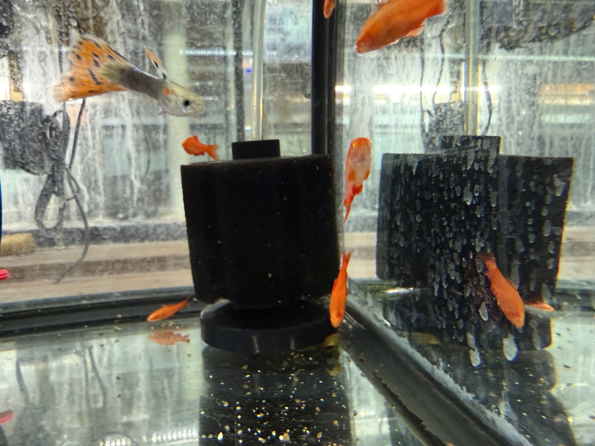 Albino Cherry Barb