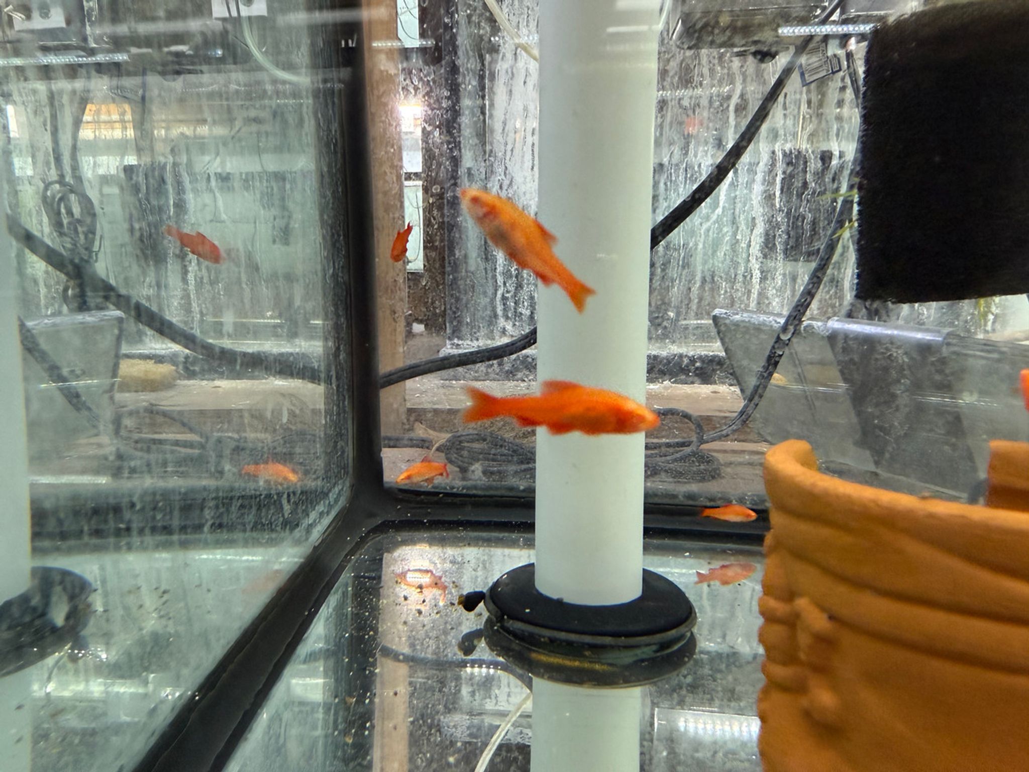Albino Cherry Barb
