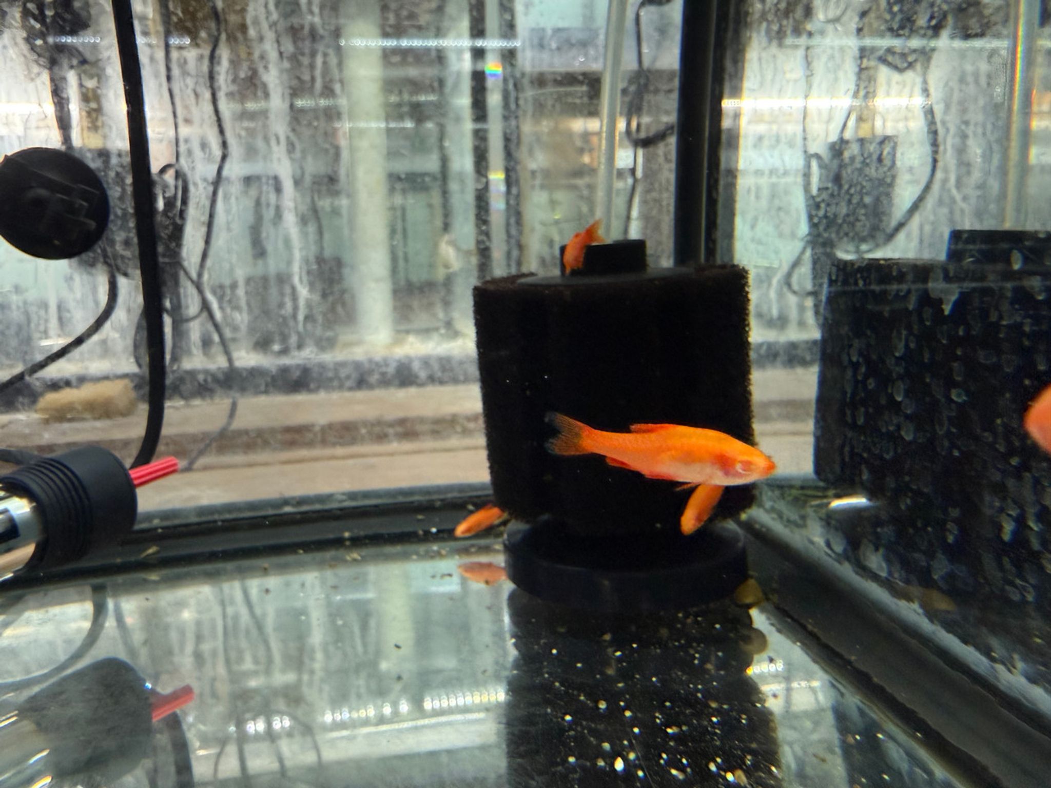 Albino Cherry Barb