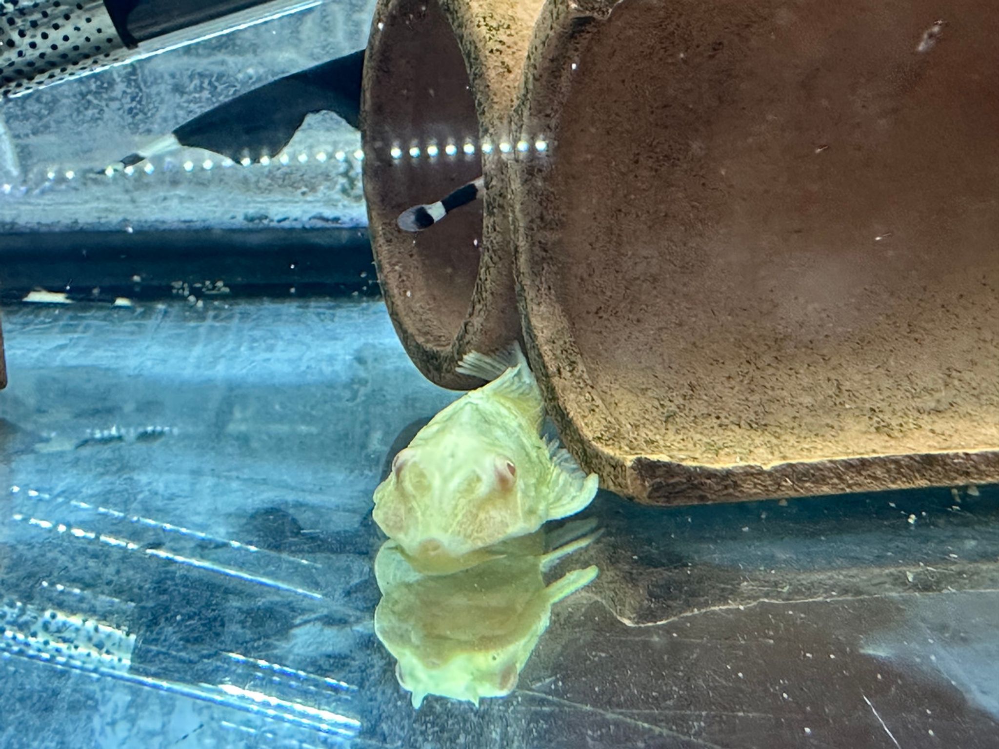 Albino Common Pleco - Medium