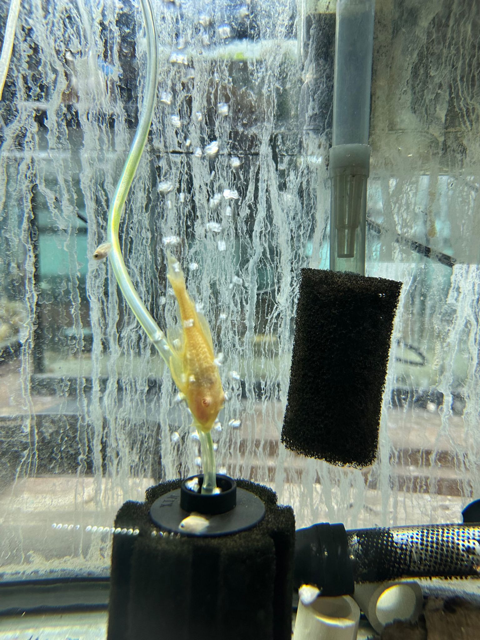 Albino Common Pleco - Medium