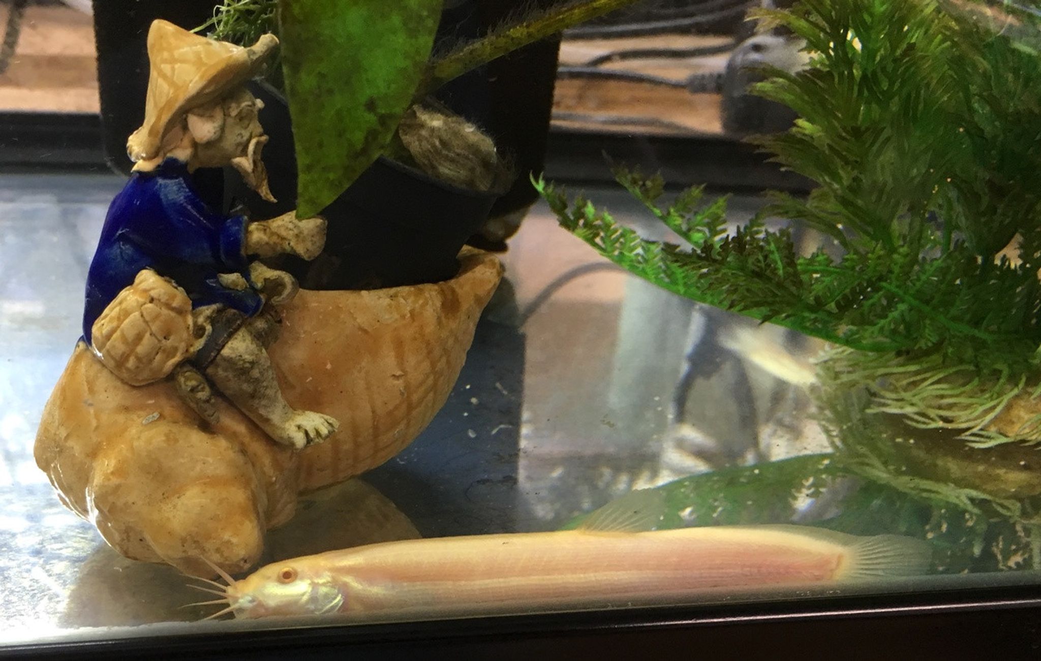 Albino Dojo Loach