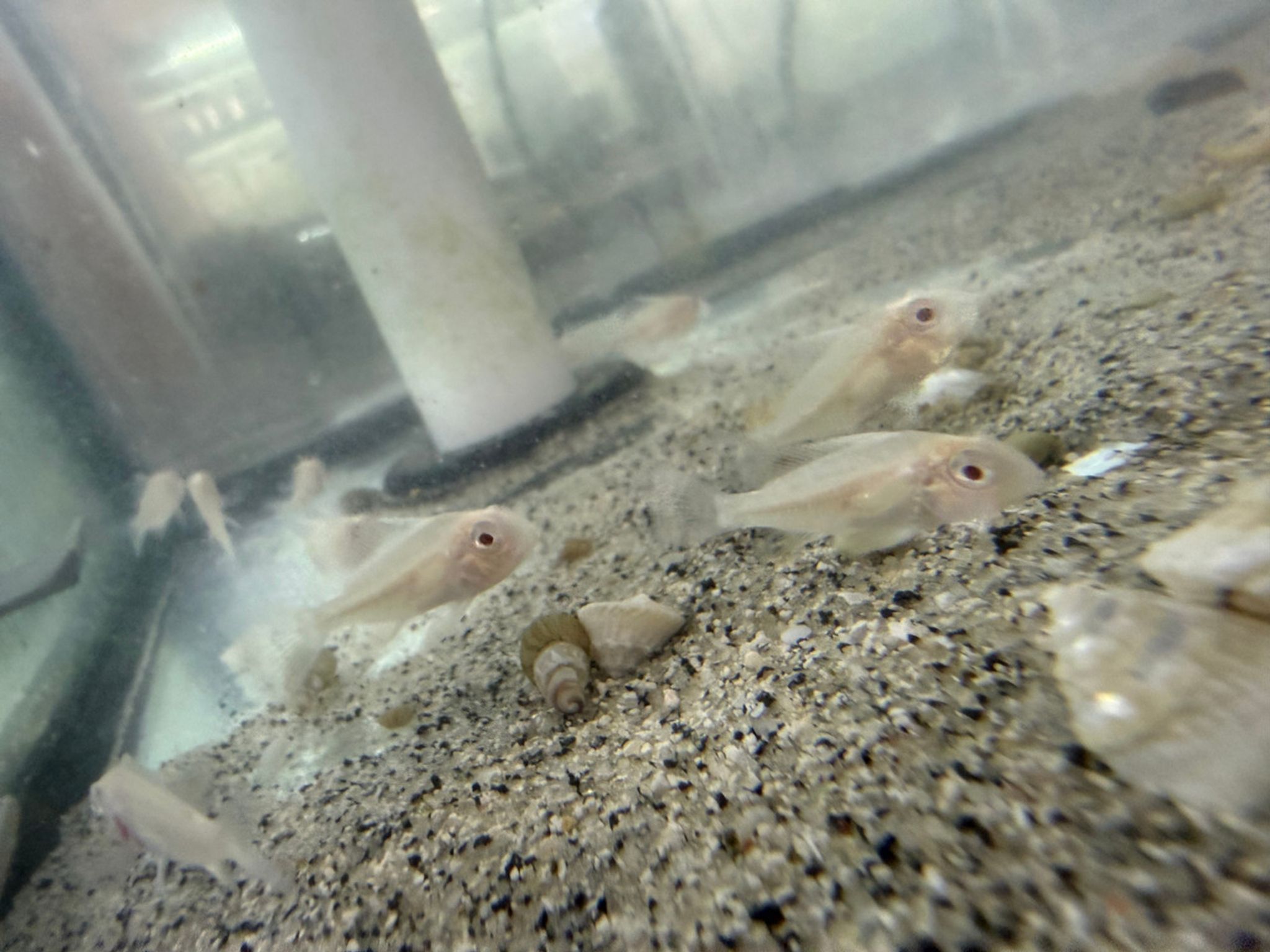 Albino Heckelii – Albino Threadfin Acara