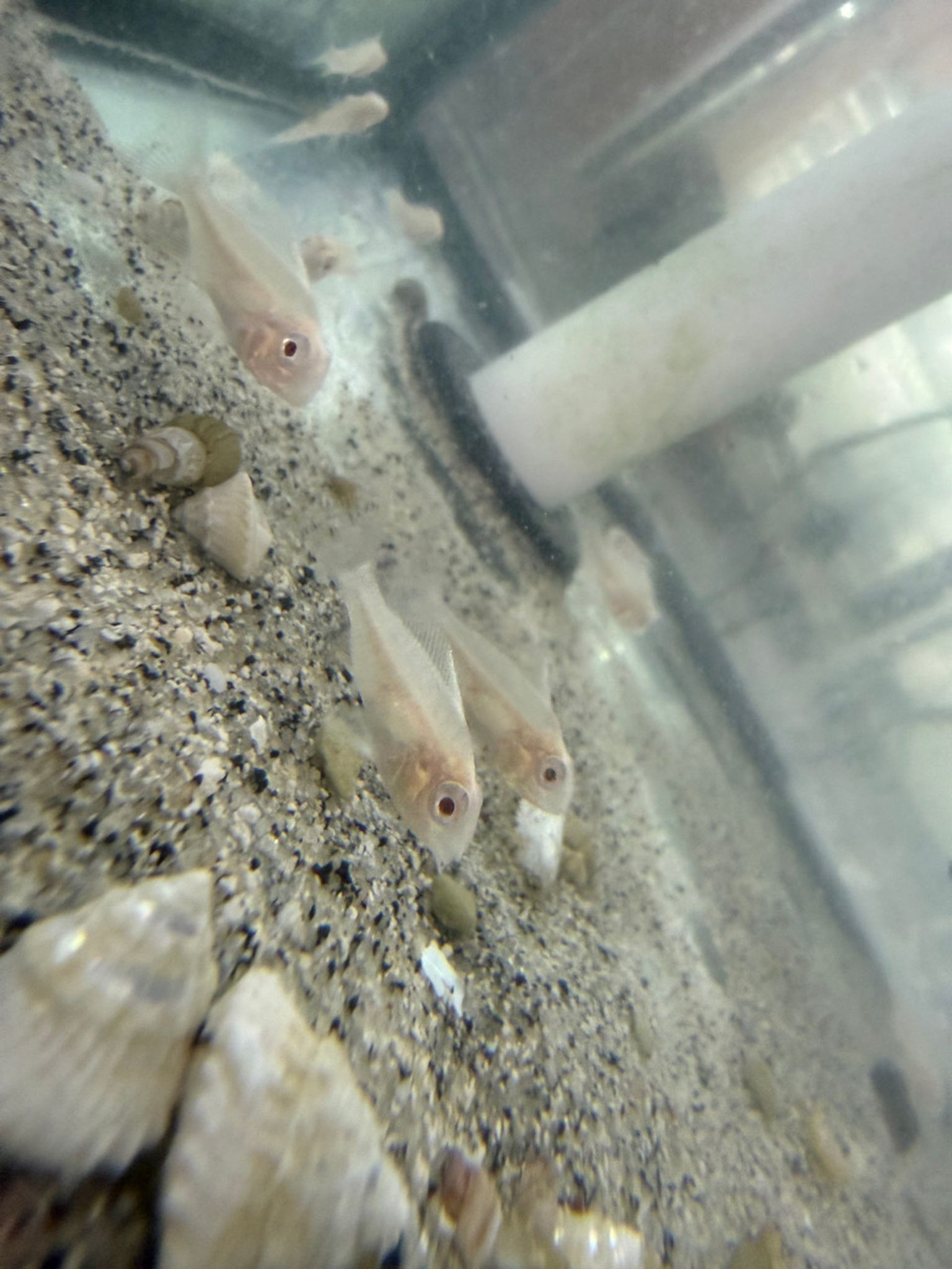 Albino Heckelii – Albino Threadfin Acara