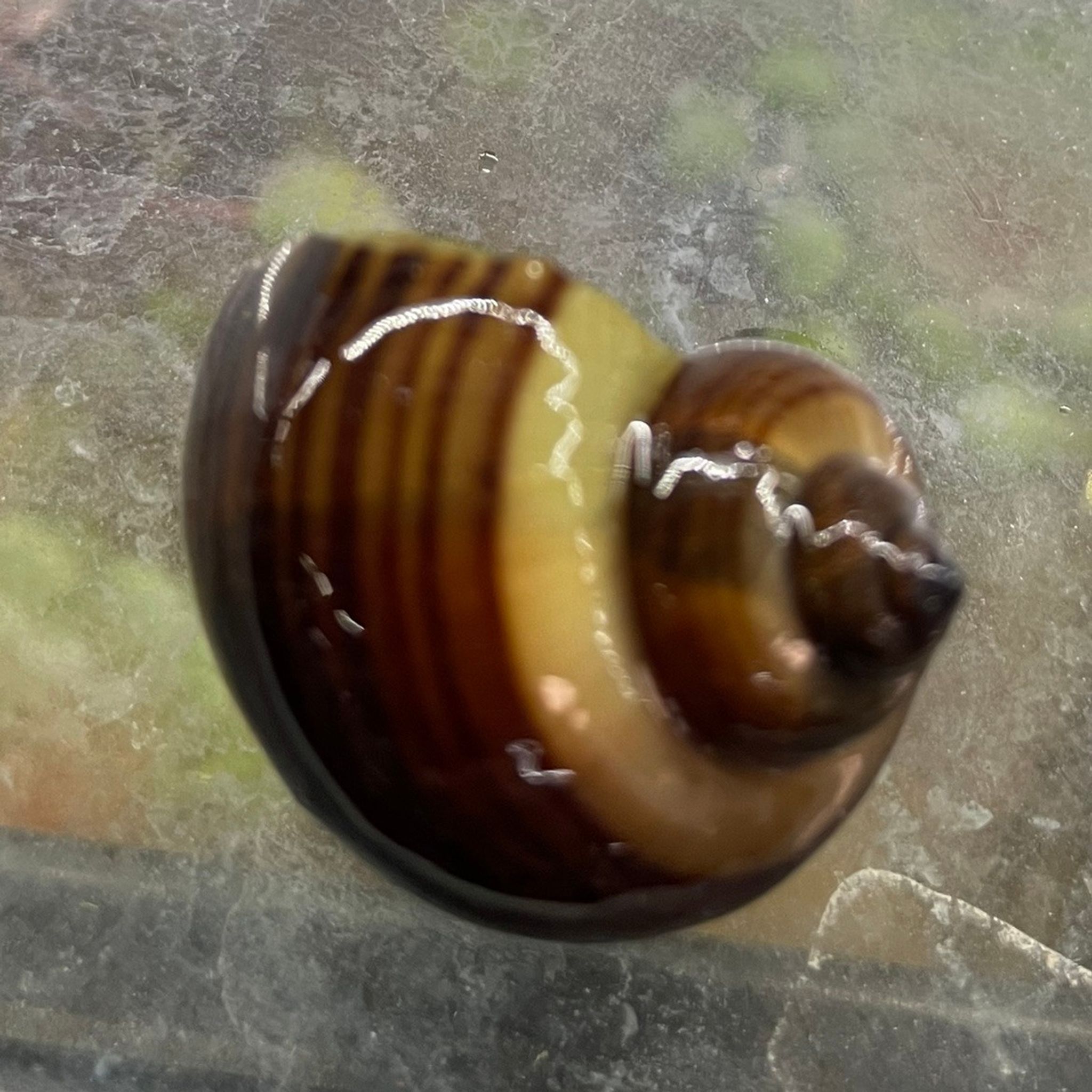 Albino Mystery Snail