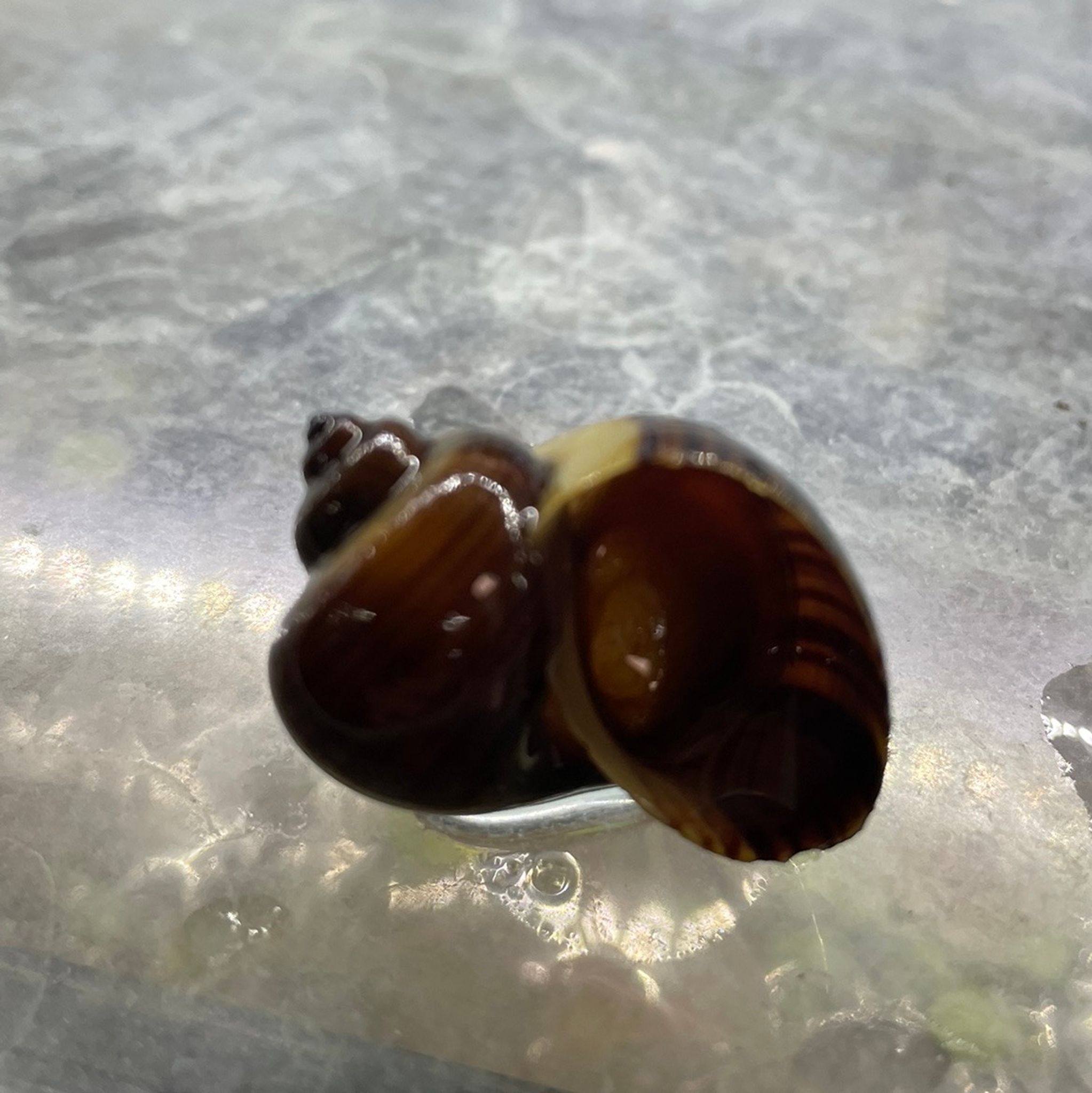 Albino Mystery Snail