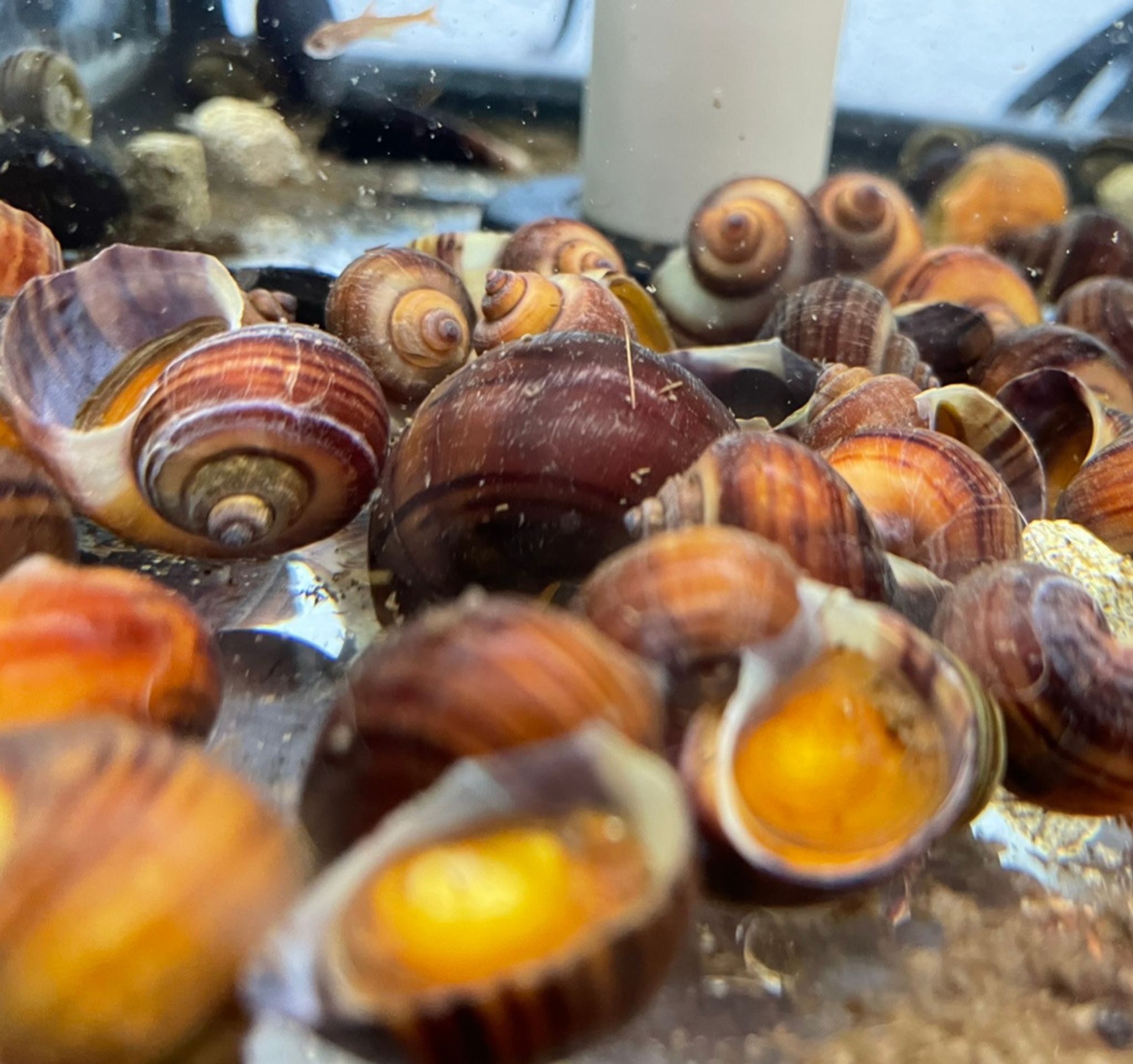 Albino Mystery Snail