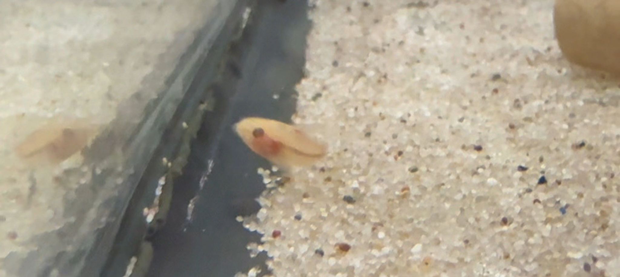Albino Pygmy Cory Cat