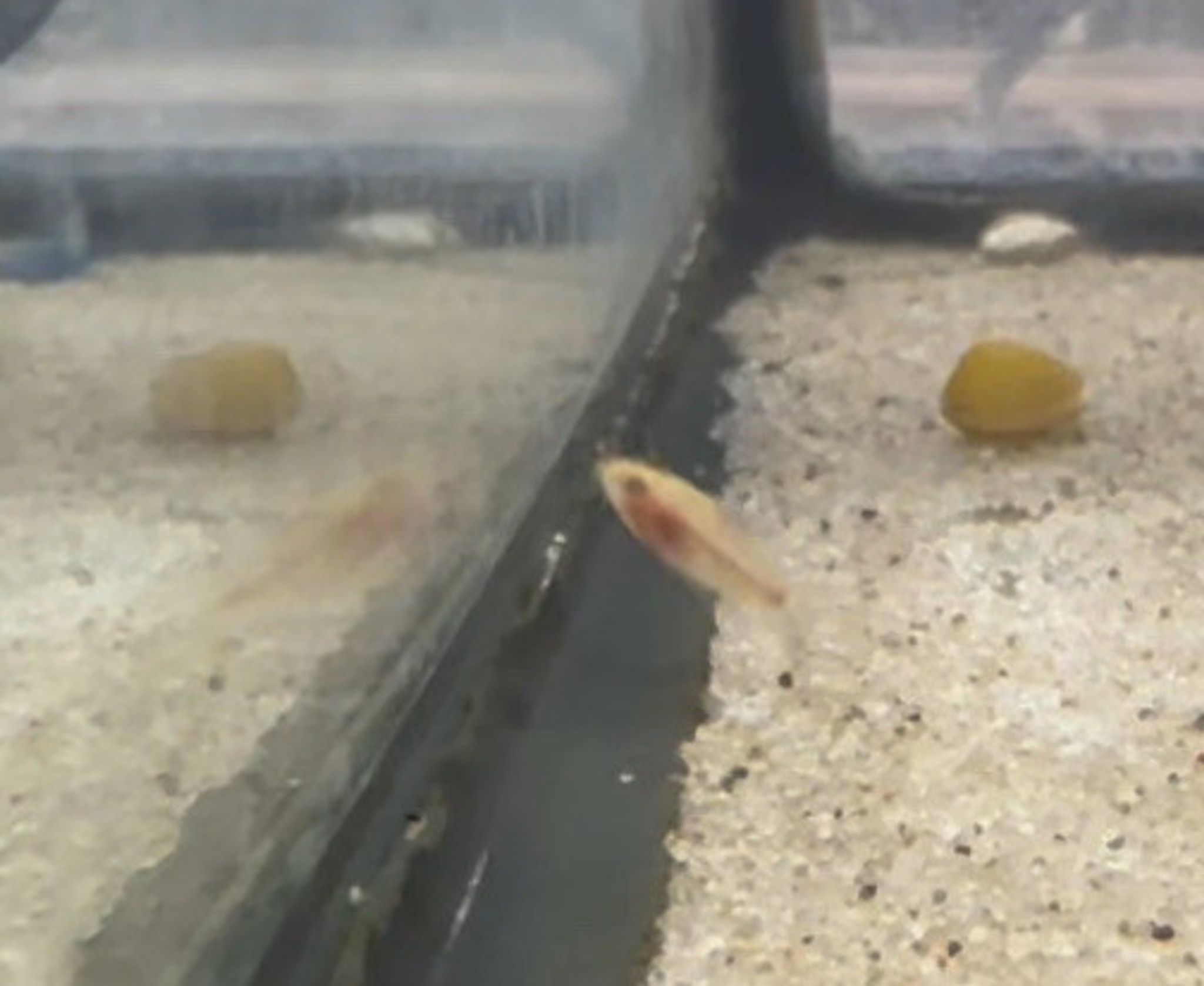 Albino Pygmy Cory Cat
