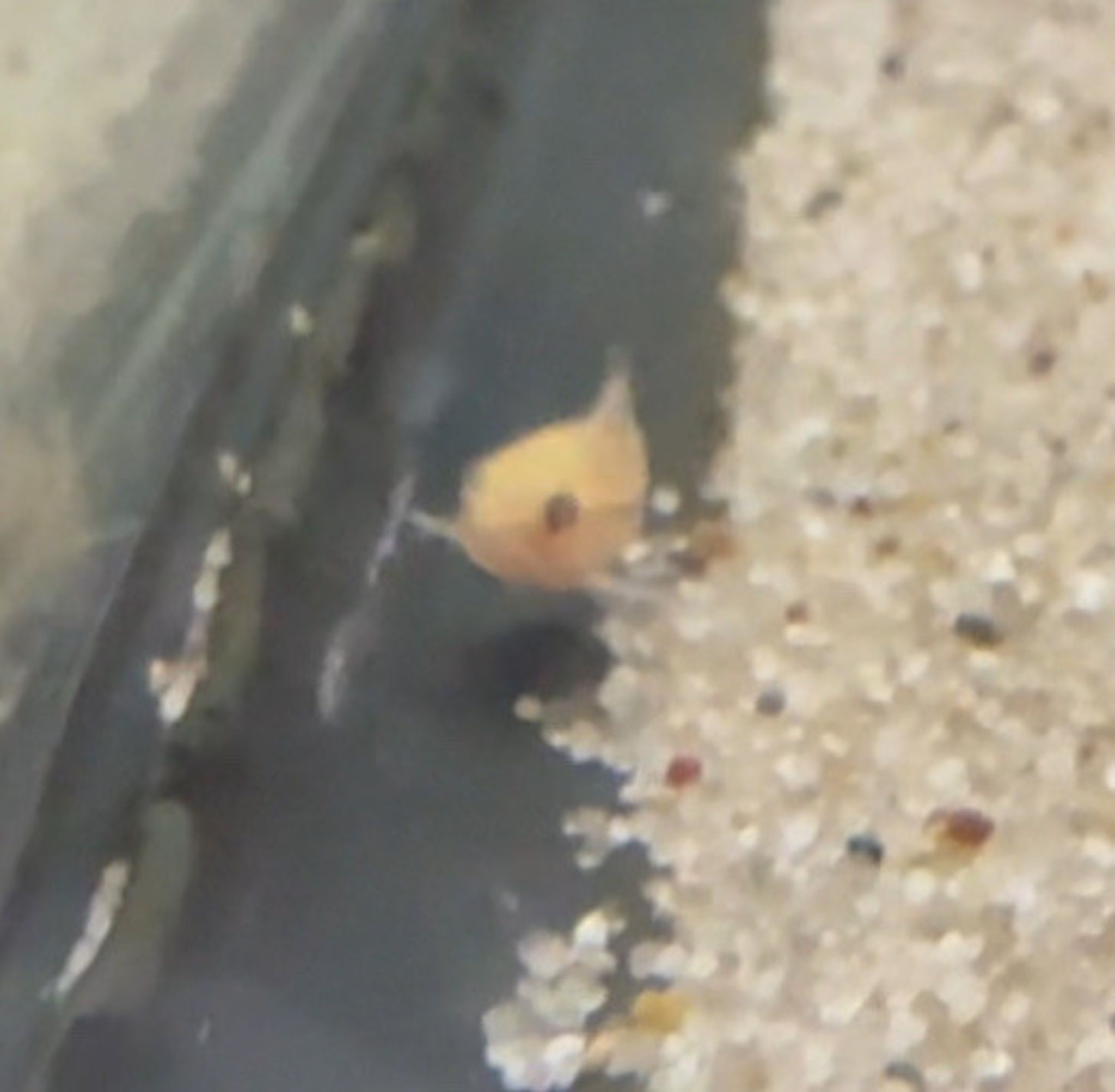 Albino Pygmy Cory Cat