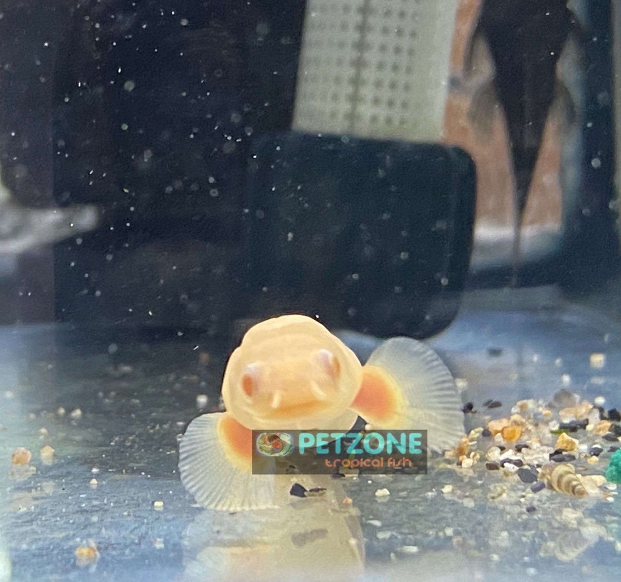 Albino Senegal Cuvier Bichir - Small
