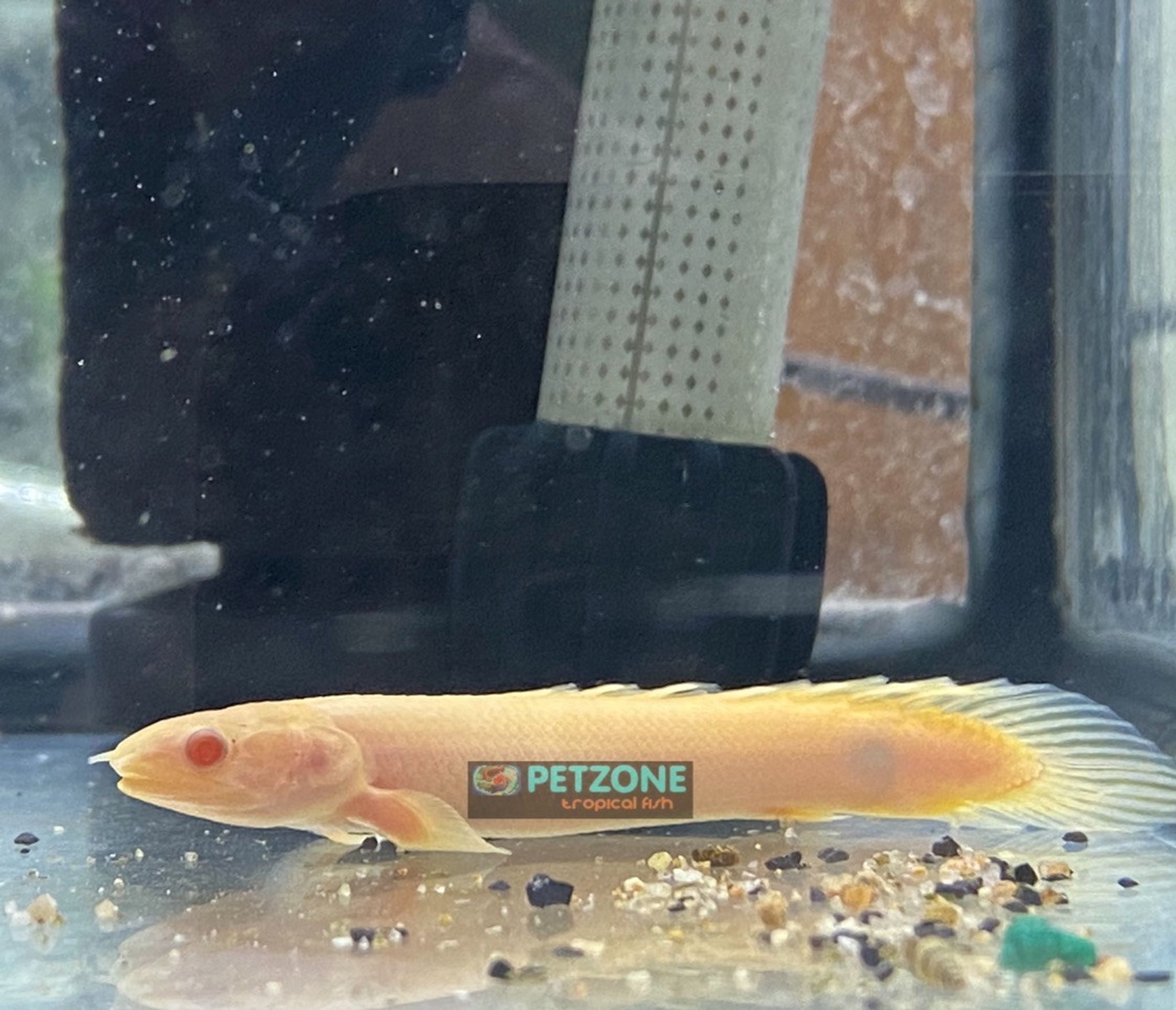 Albino Senegal Cuvier Bichir - Small