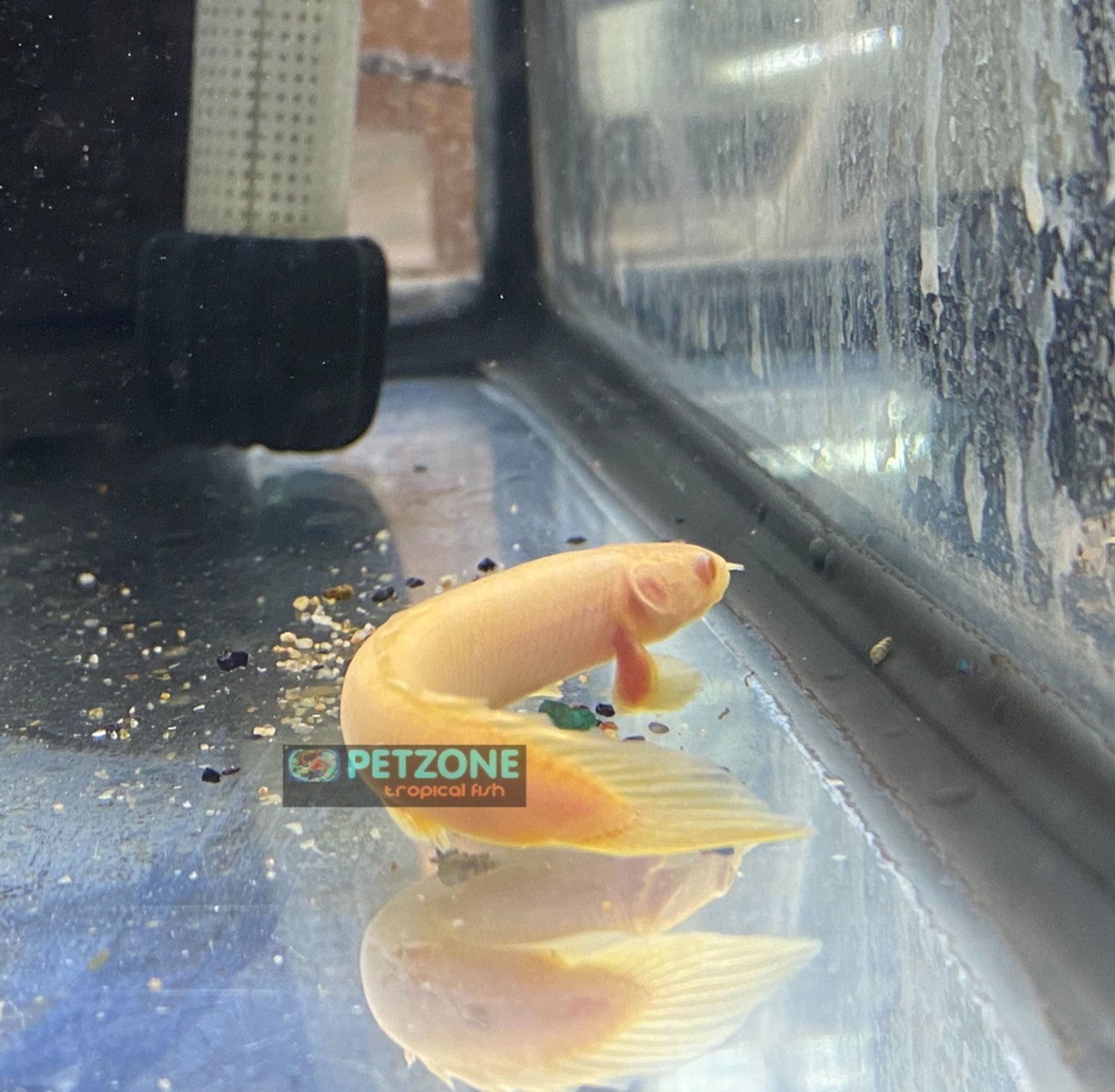 Albino Senegal Cuvier Bichir - Small