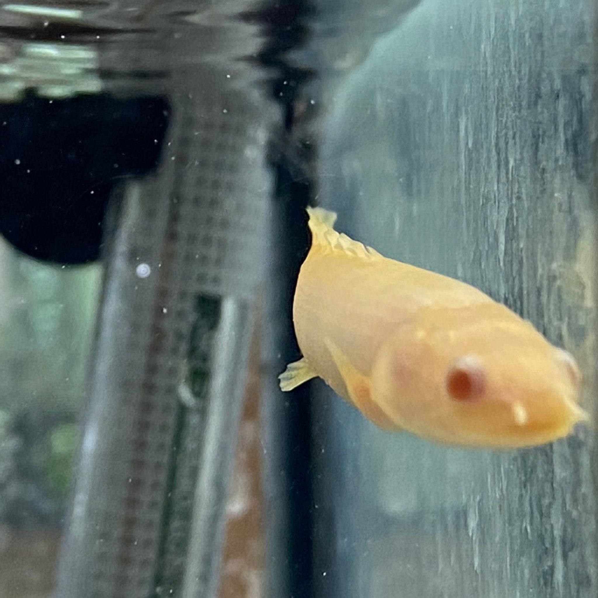 Albino Senegal Cuvier Bichir - Small