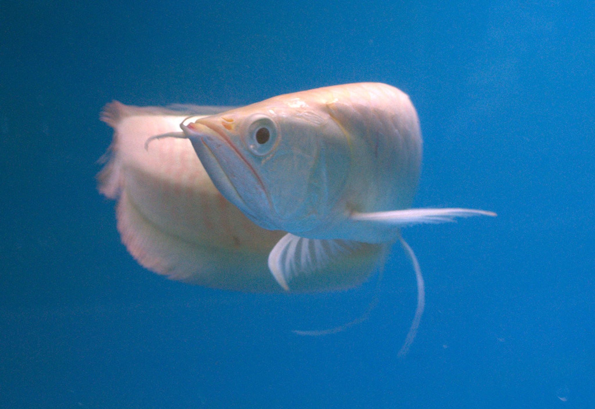 Most Searched Aquarium Fish in 2026