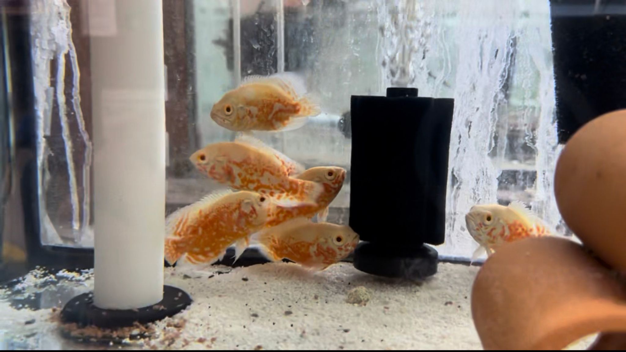 Albino Tiger Oscar Cichlid LARGE