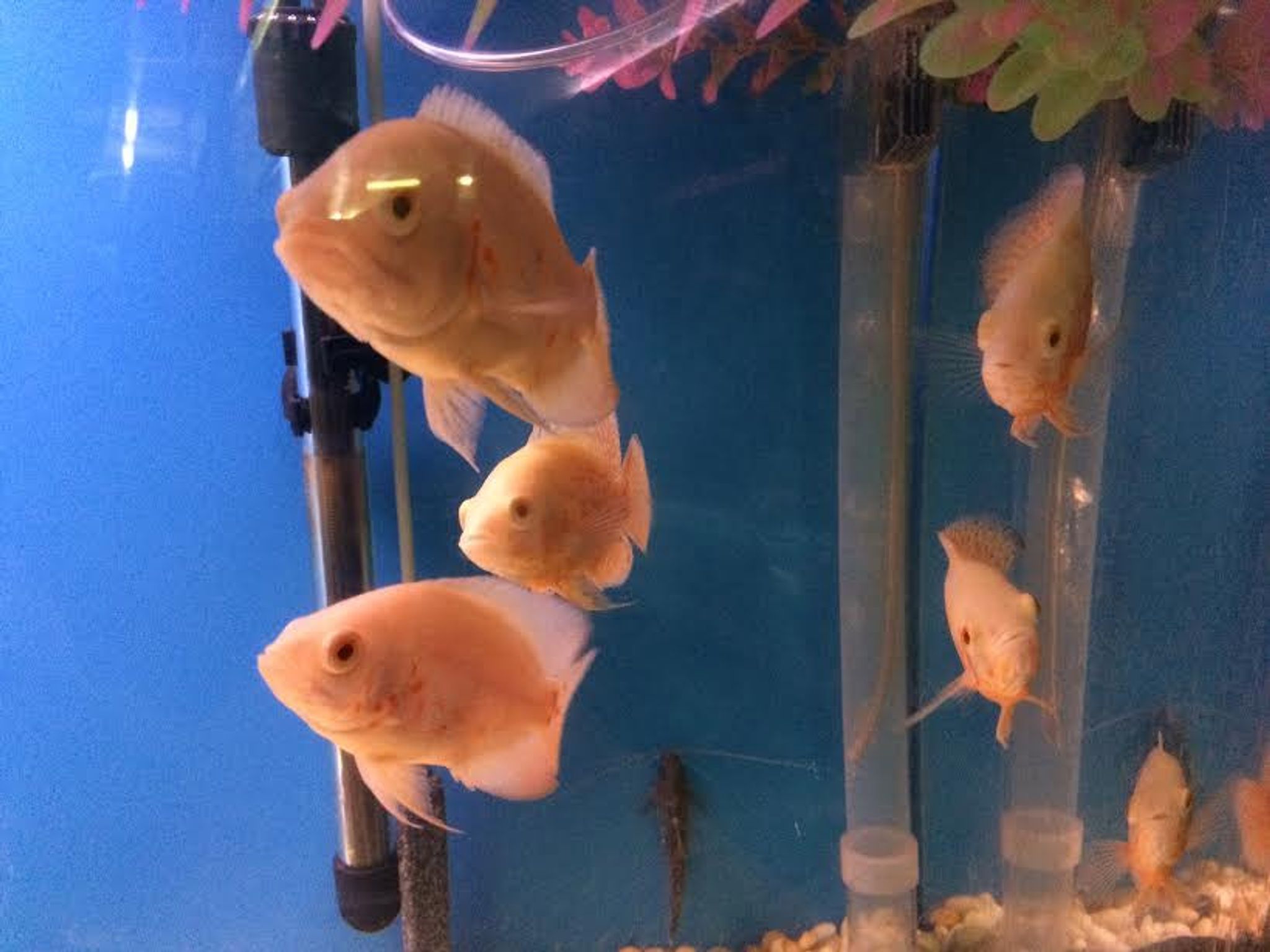 Albino Tiger Oscar Cichlid