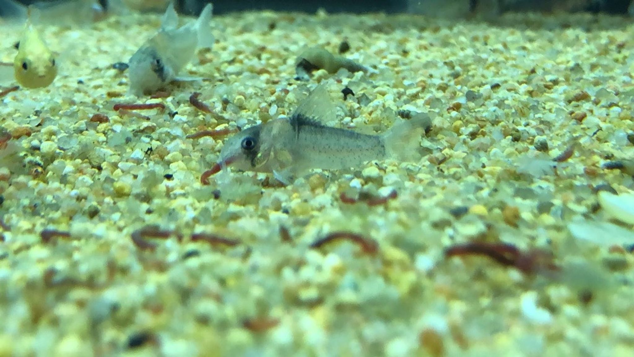 Aldolfoi Cory Cat