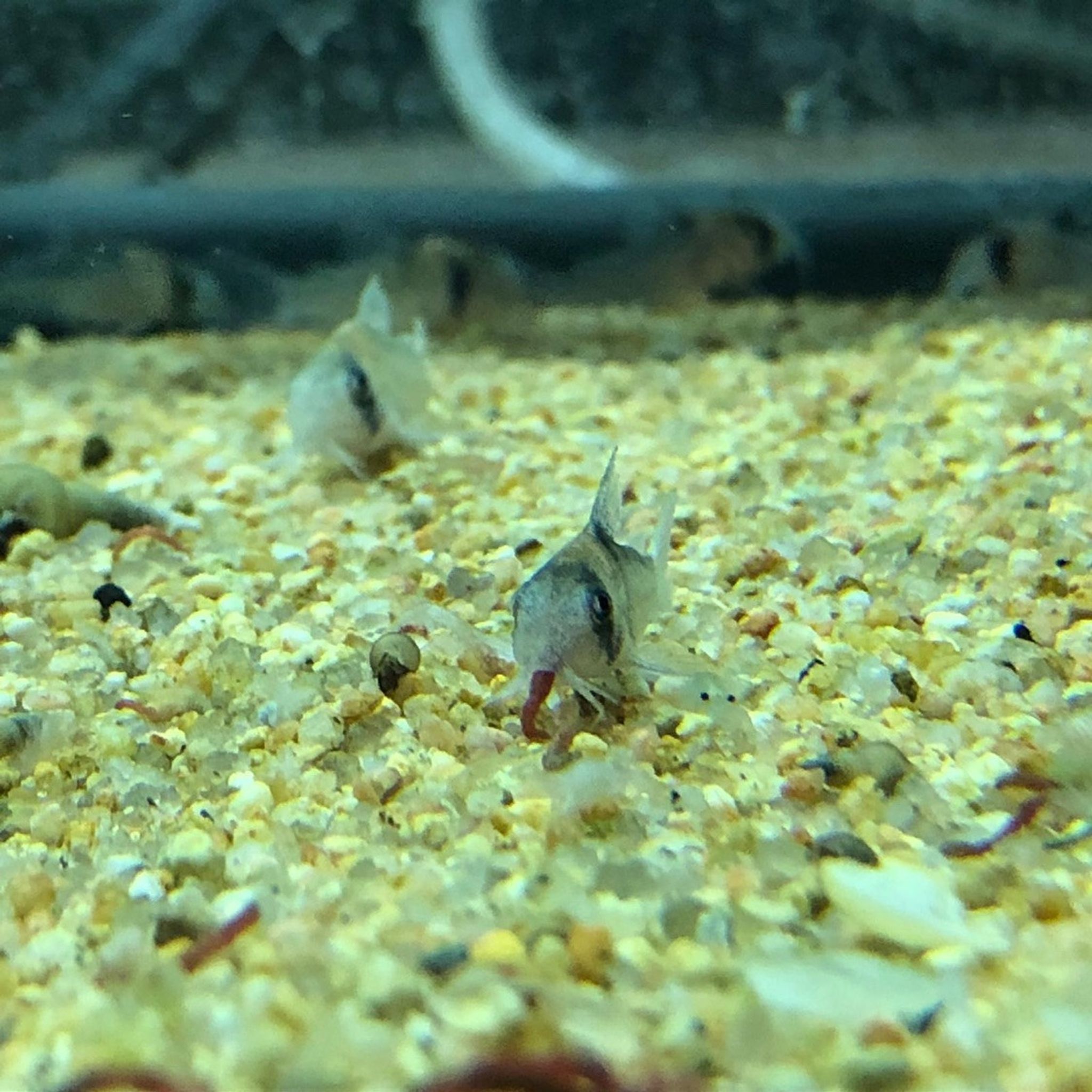 Aldolfoi Cory Cat
