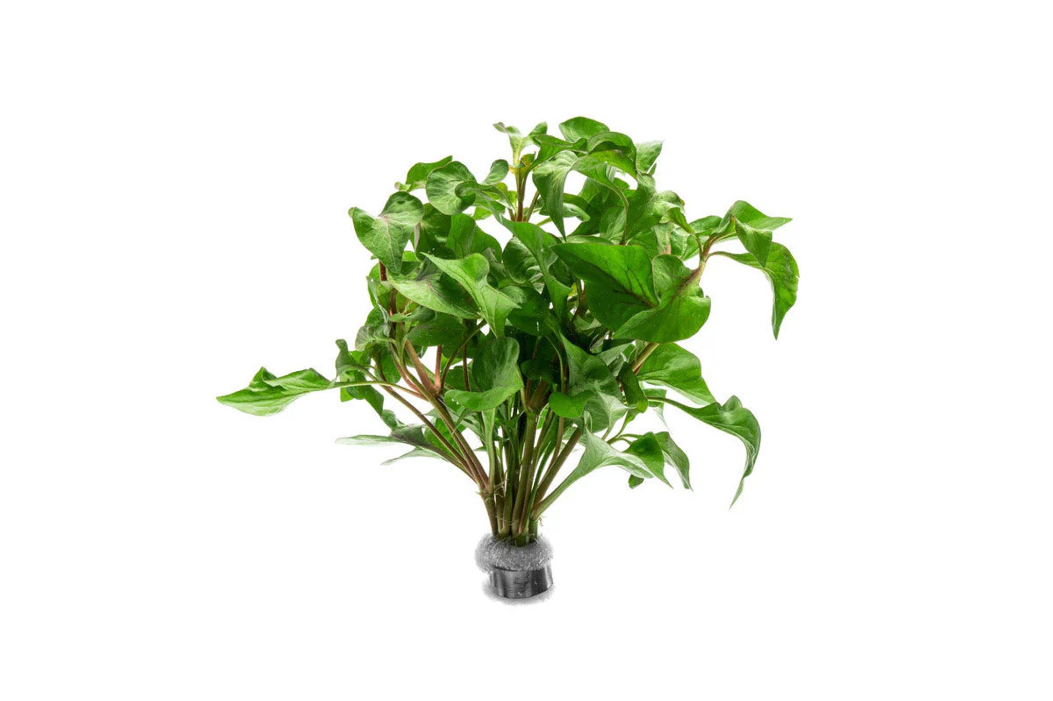 Alternanthera Amabilis Tricolor